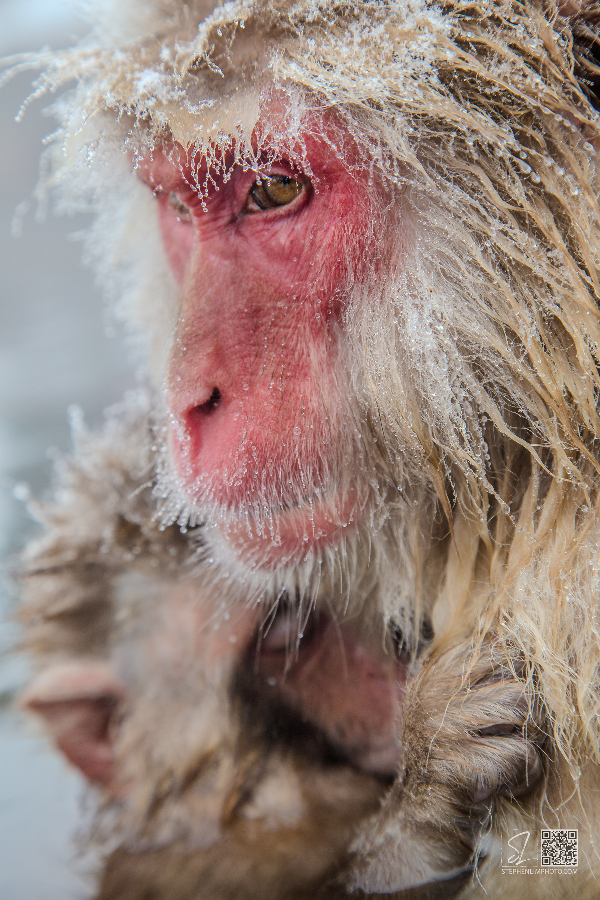 Beyond Human:  A mother macaque holds her baby in the freezing snow