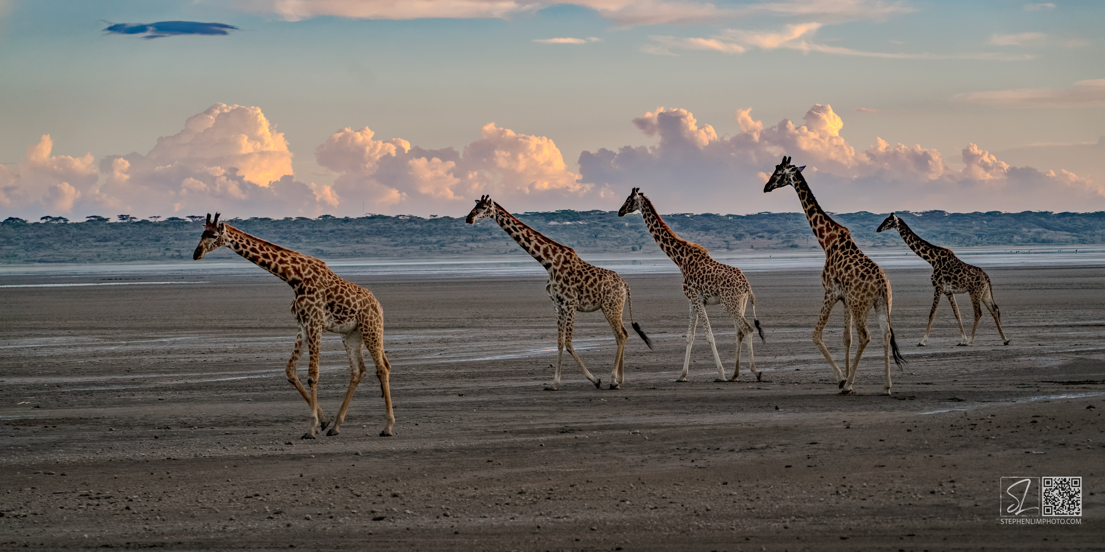 A herd of giraffe crossing a parched landscape in Tanzania at dusk