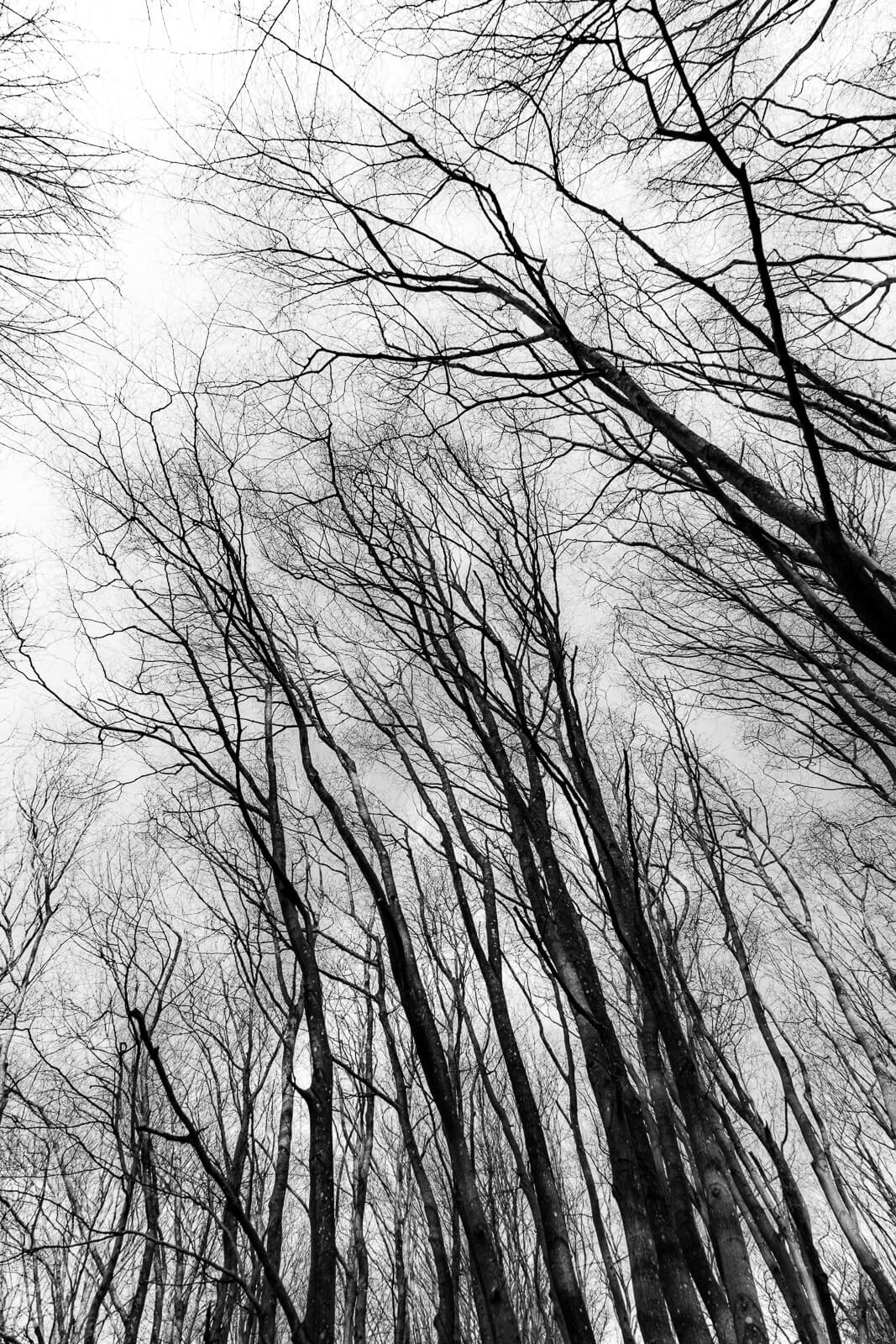 Vodskov Forest 2022