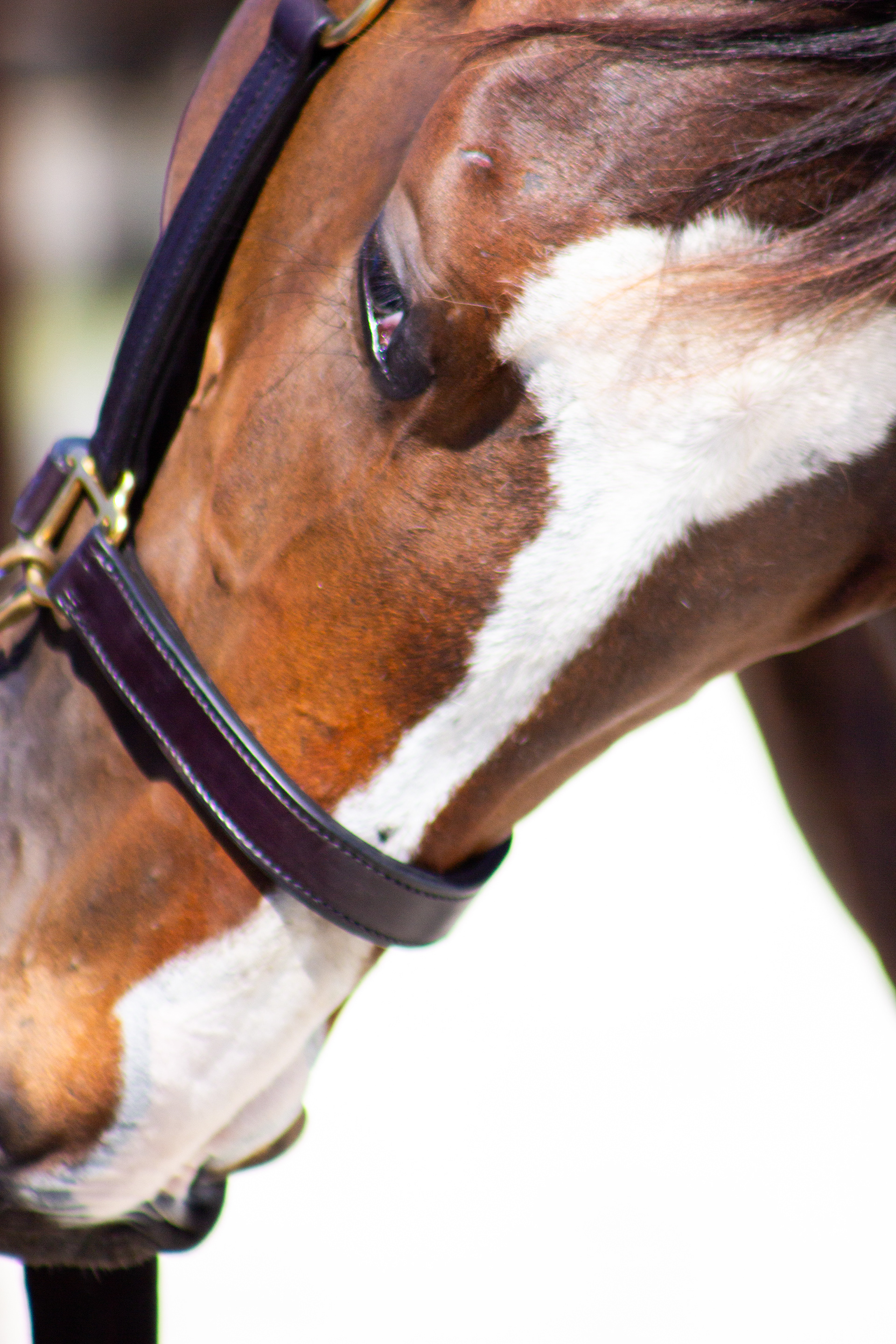 Taken for the Maryland Horse Breeders Association