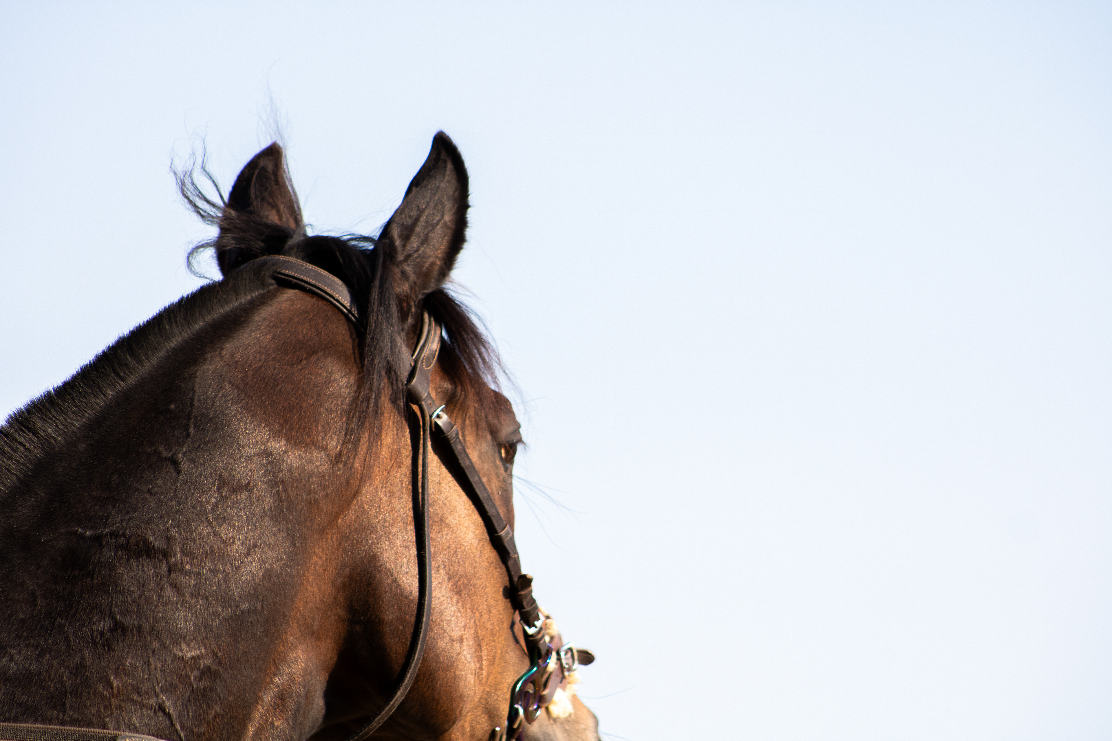 Taken for Maryland Million Ltd
