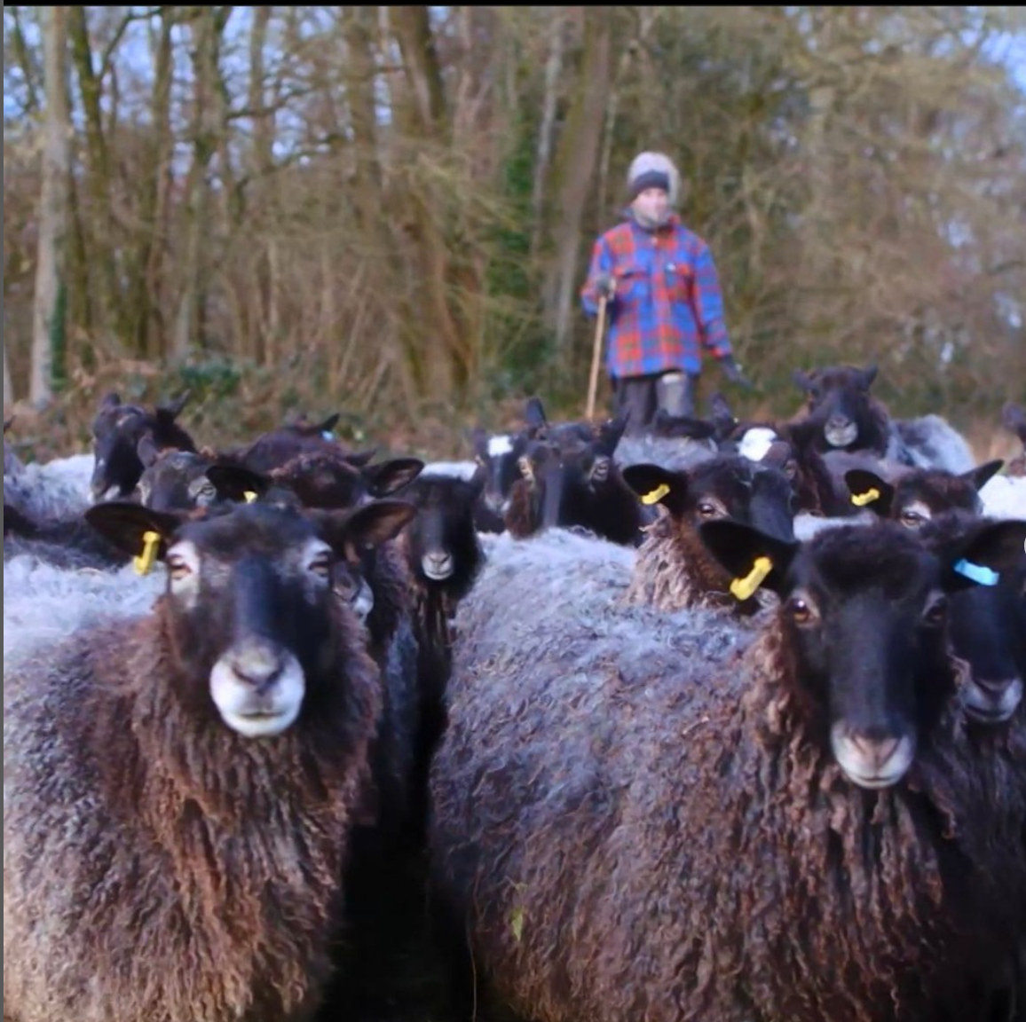 Do you also love sheep? This week at @shetlandwoolweek we're celebrating our woolly friends with @kmhumble in Back To the Land where she meets local creative wool businesses and best of all, pets many sheep 🐏🐑 Watch now on the Together TV streaming service via the link in our BAA-io! #shetlandwoolweek #shetlandwoolweekannual2022 #knittersofinstagram #shetlandwool #adventuresonthefarm #coloursofshetland