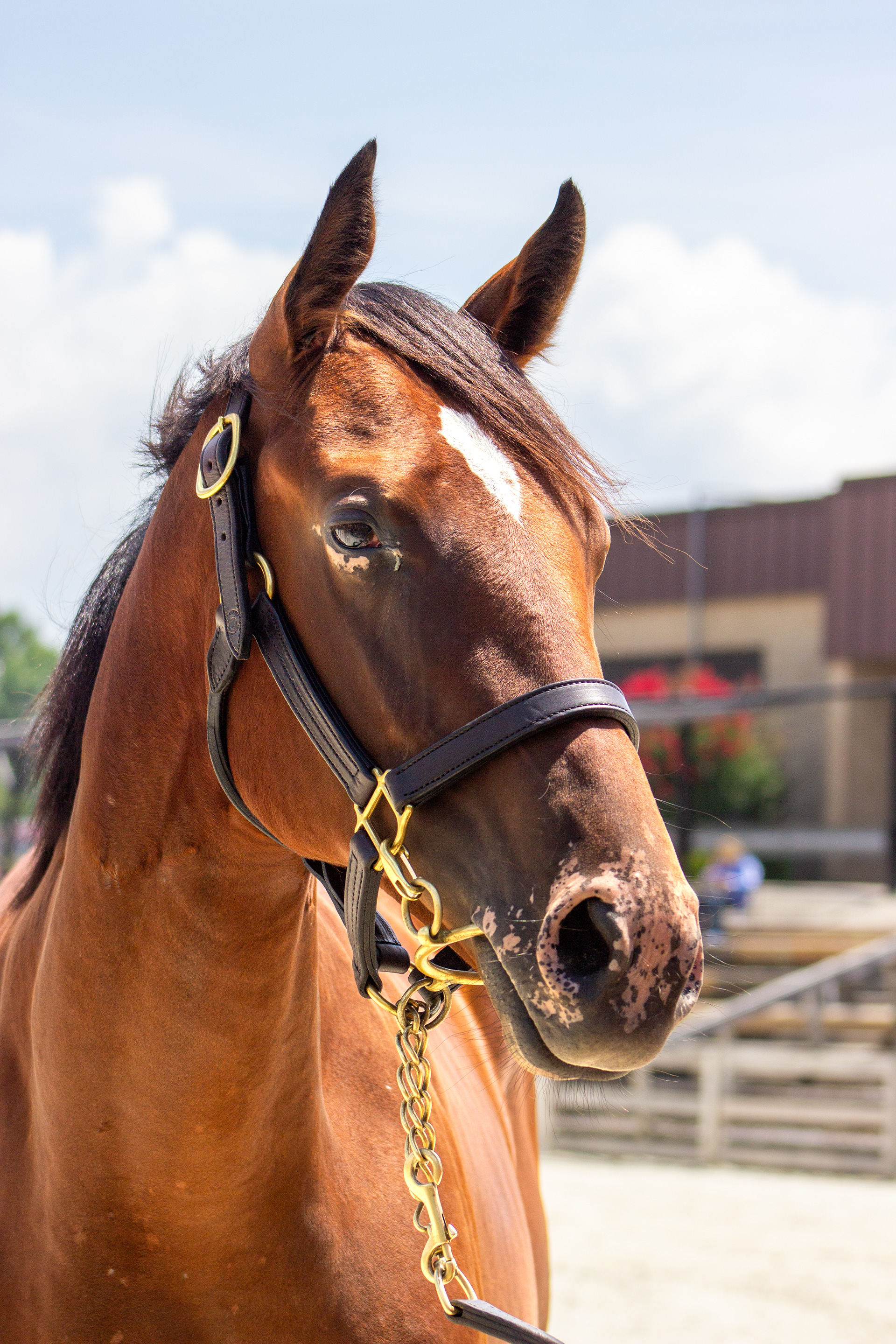 Taken for the Maryland Horse Breeders Association