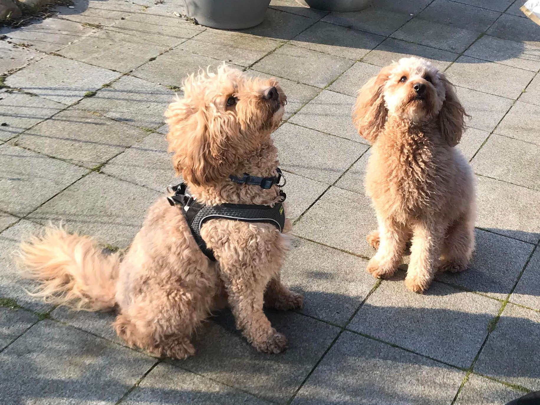 Pelle og Lucca under en legeaftale