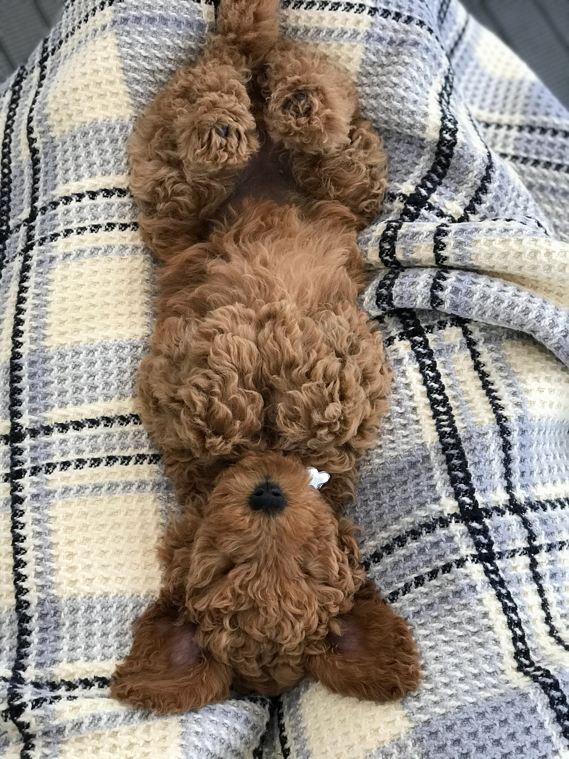 En kær puttetrold fra dag 1