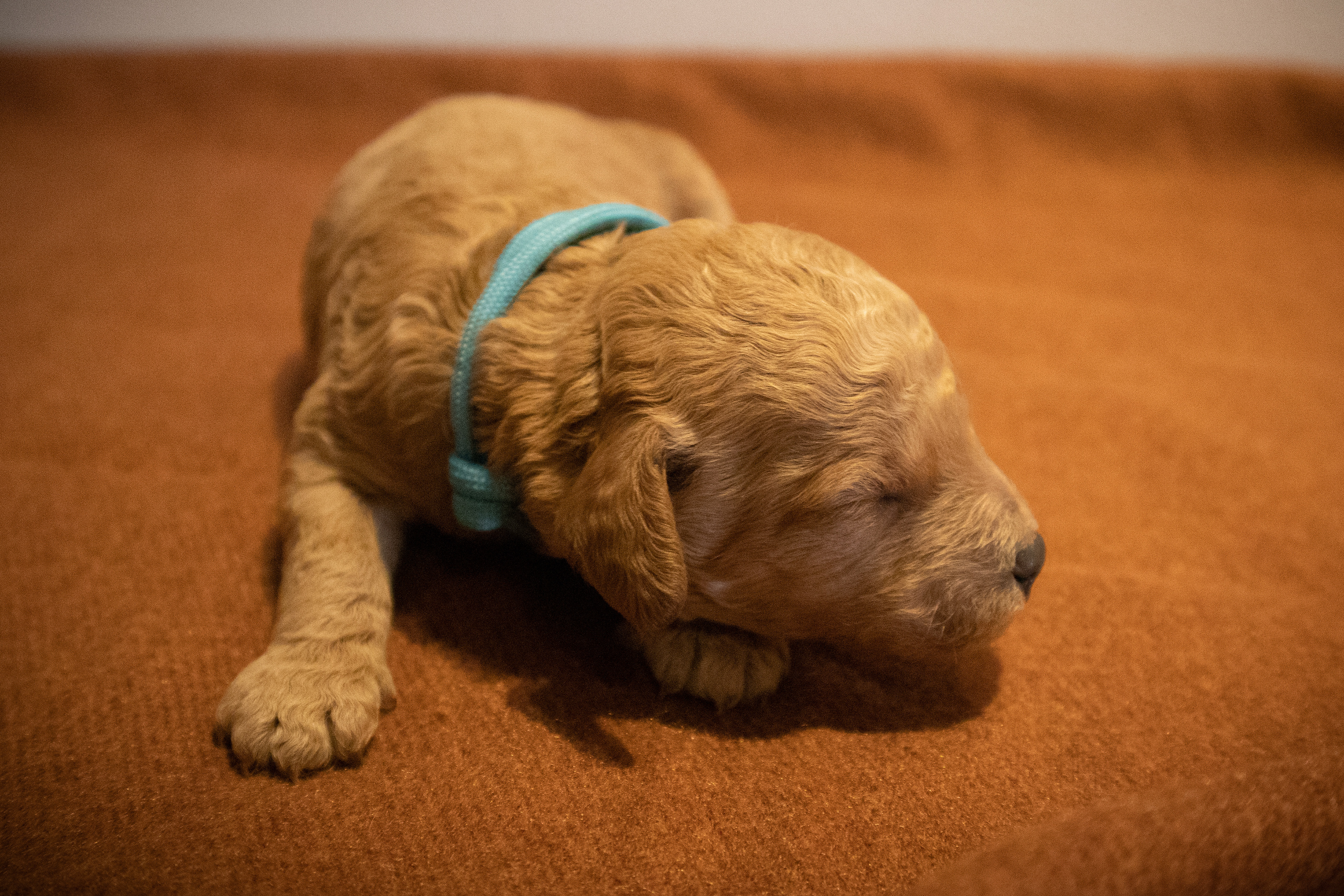 Turkis, dreng, 8 dage