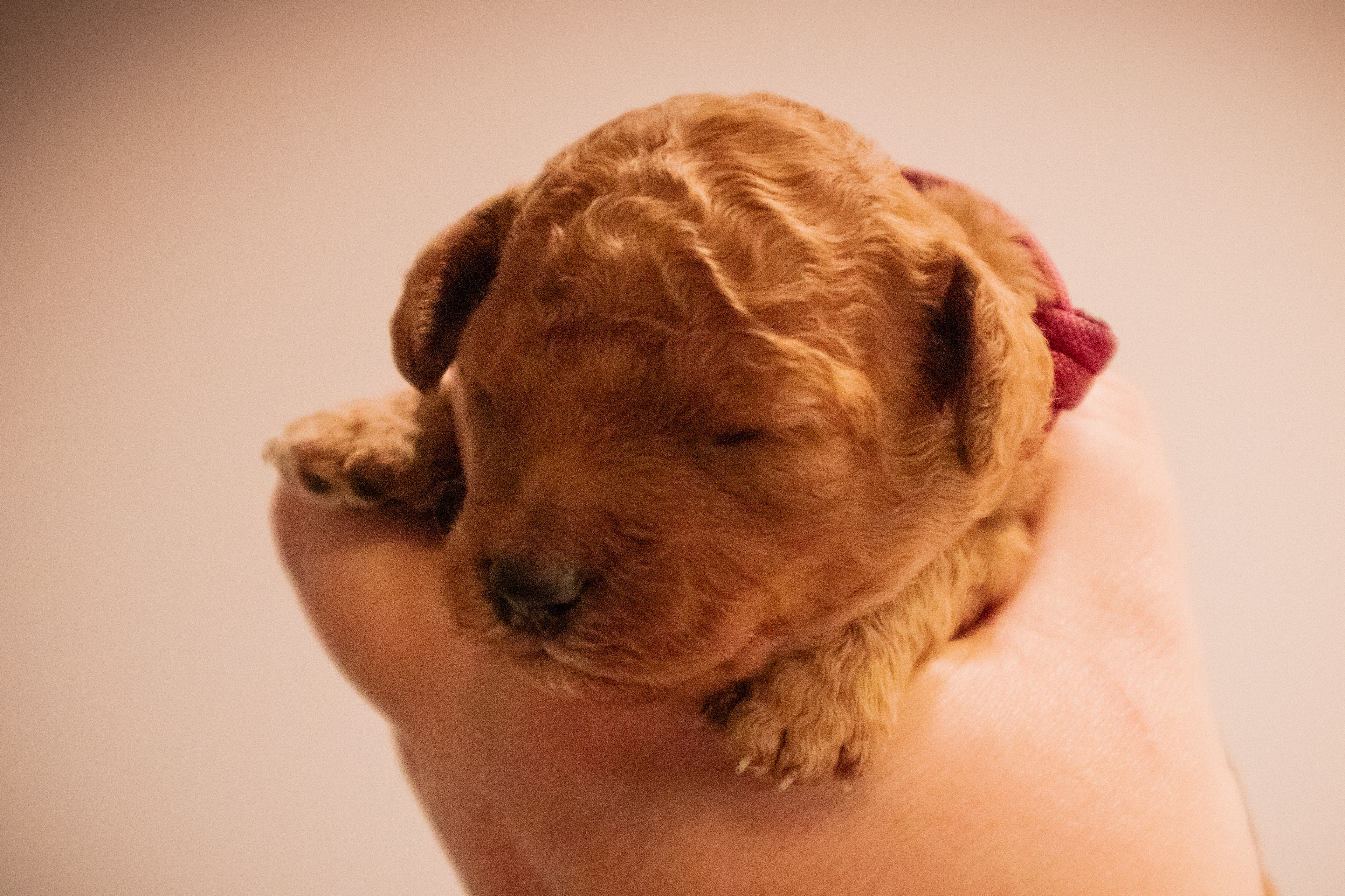 Vinrød, pige, 11 dage