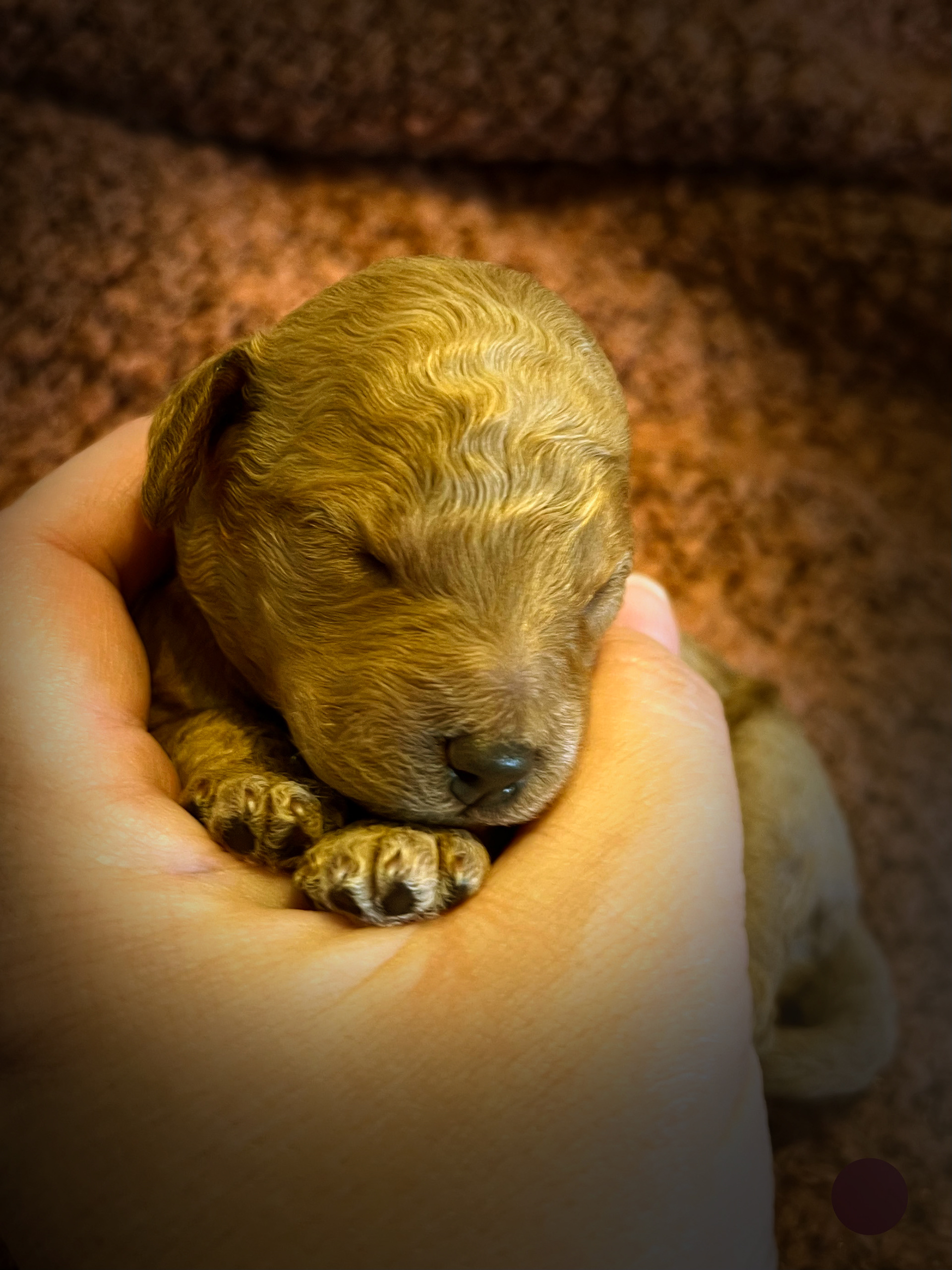 Vinrød, pige, 1 uge