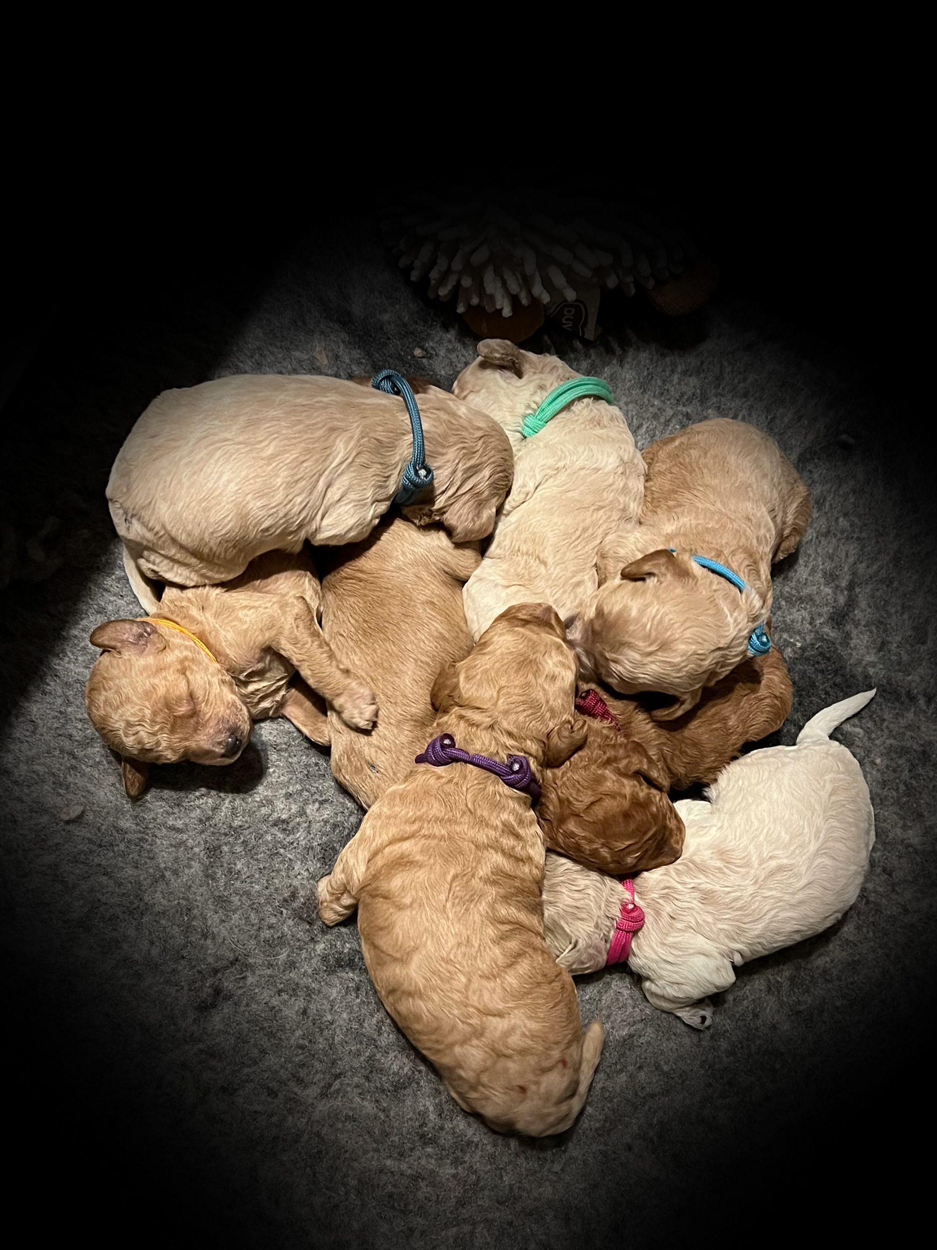 Hele kuldet 1 uge gamle