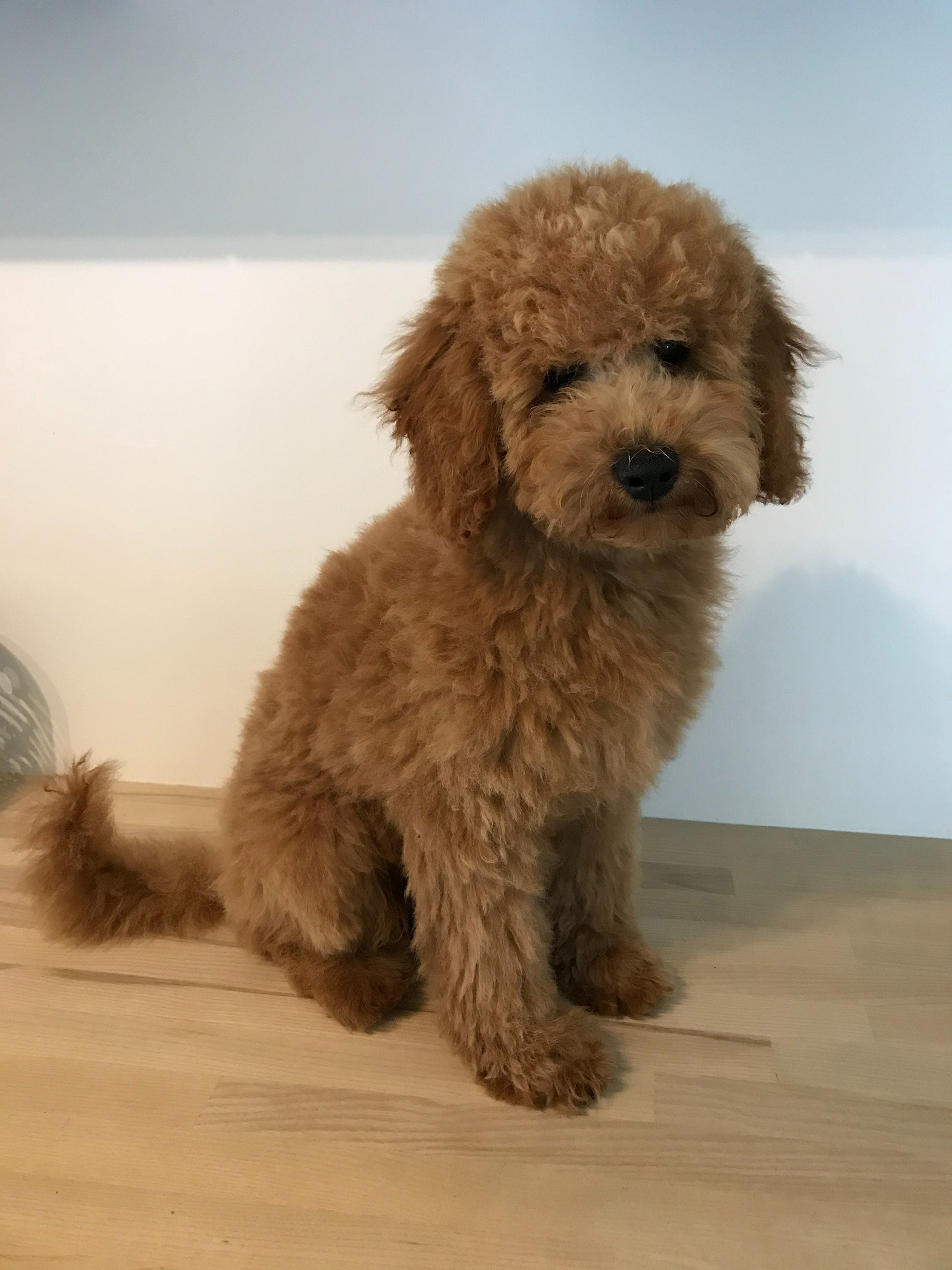 Efter første hvalpeklip