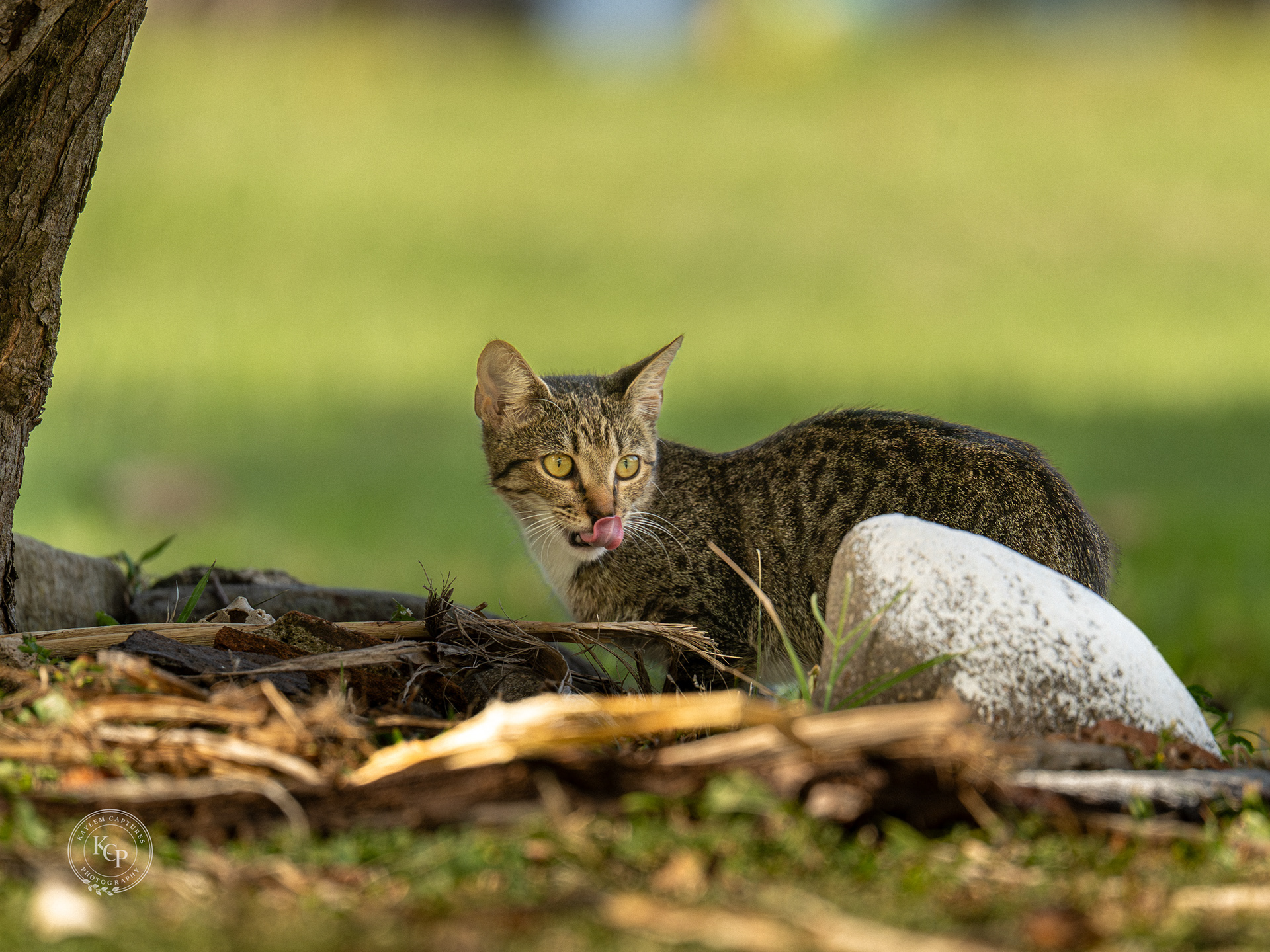 Captured in St Lucia
