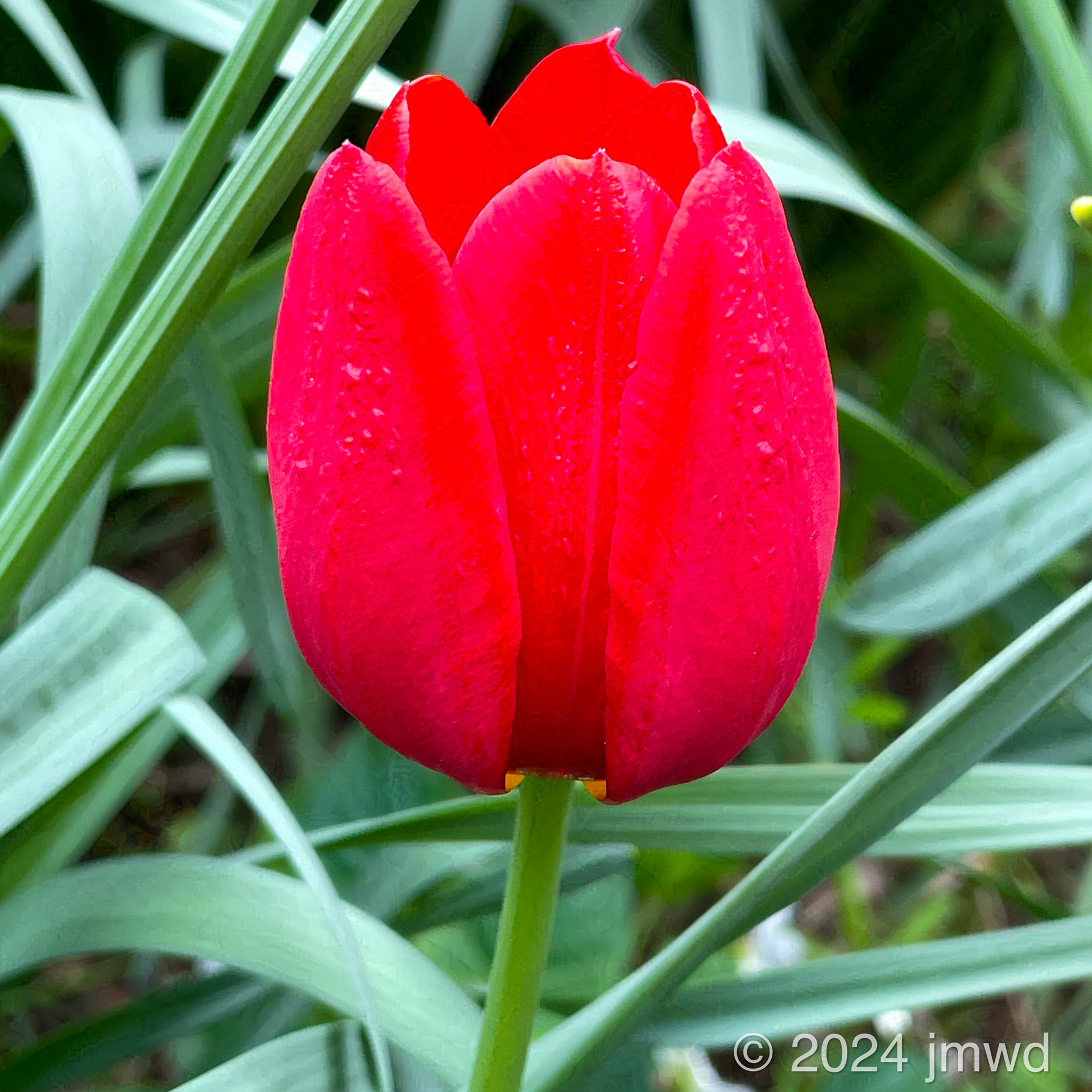 Red Tulip