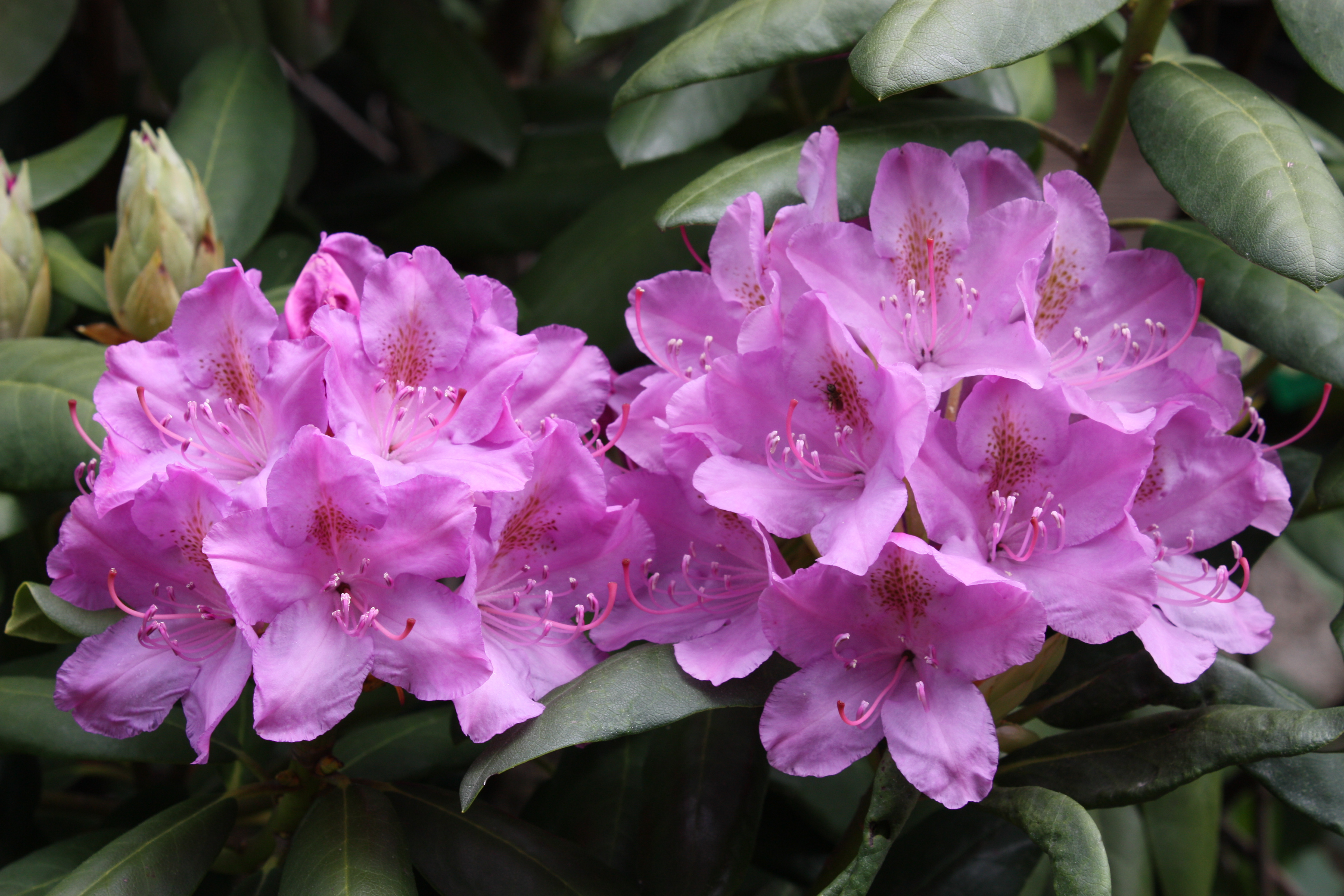 Rhododendron Blossoms 2