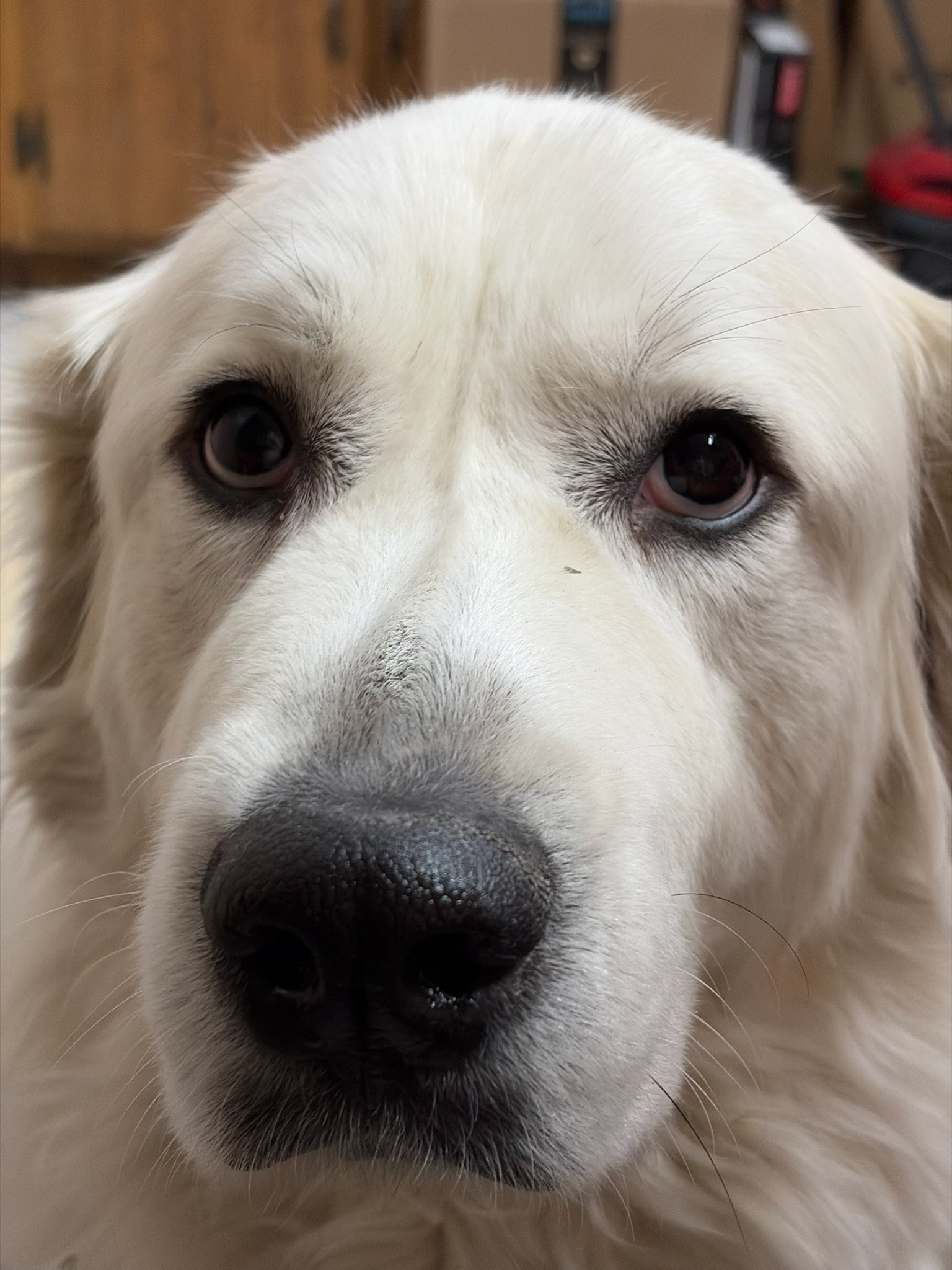 Sadie's eyes can soften even the hardest of hearts