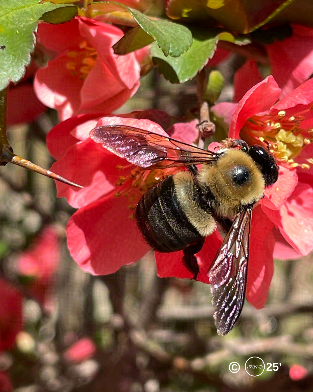 A Carpenter Bee on a Flowering Quince