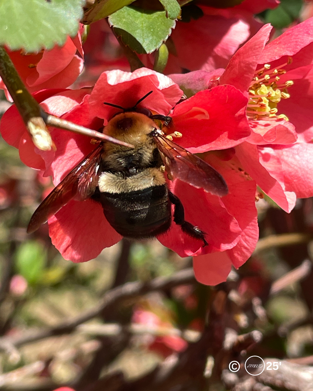 A Carpenter Bee on a Flowering Quince 2