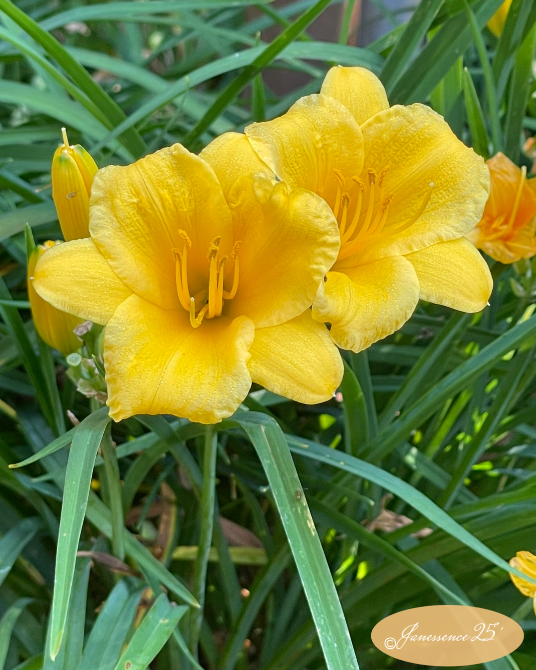 Daylily: These perennials known for their vibrant, trumpet-shaped flowers.