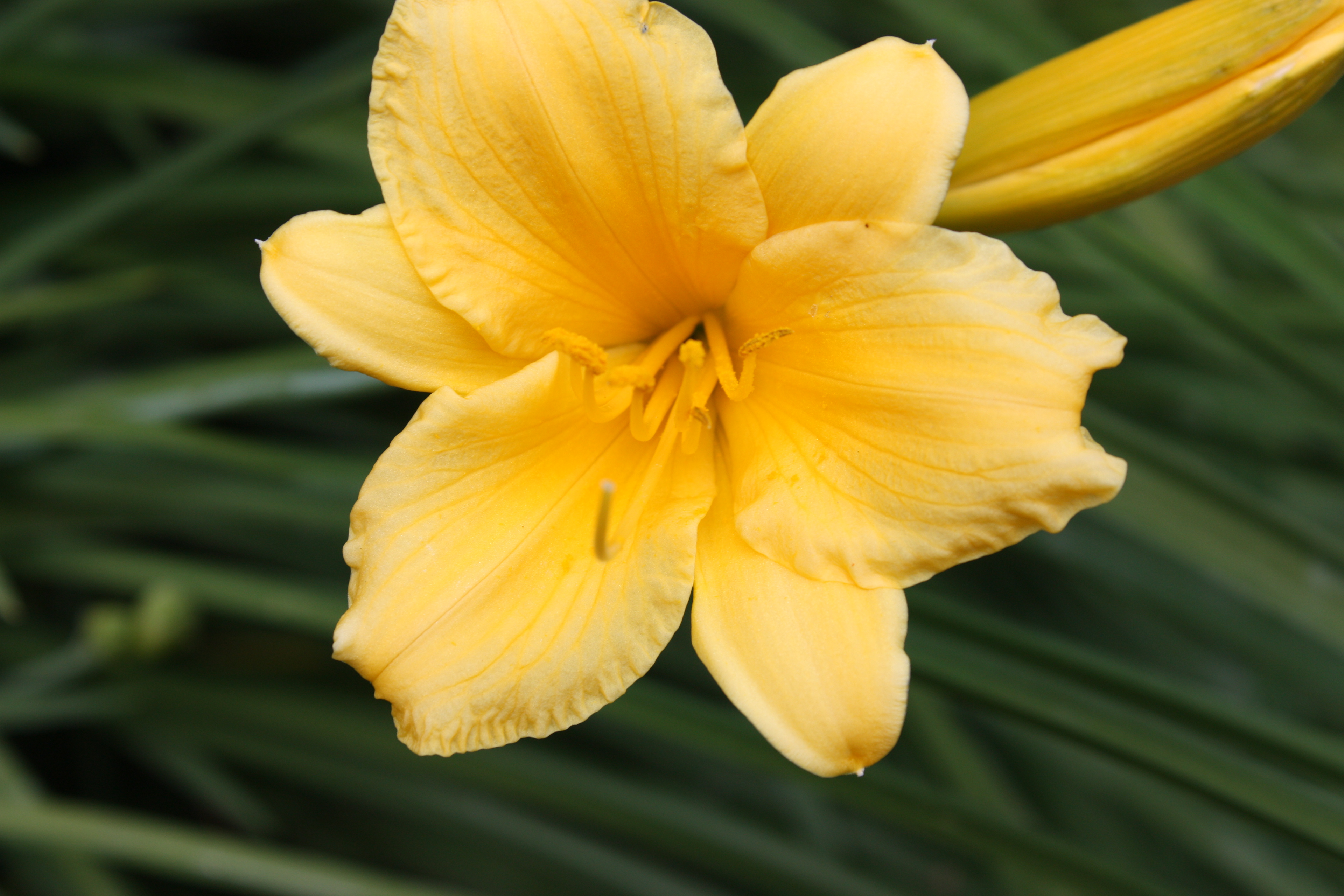 Daylily: These perennials known for their vibrant, trumpet-shaped flowers.