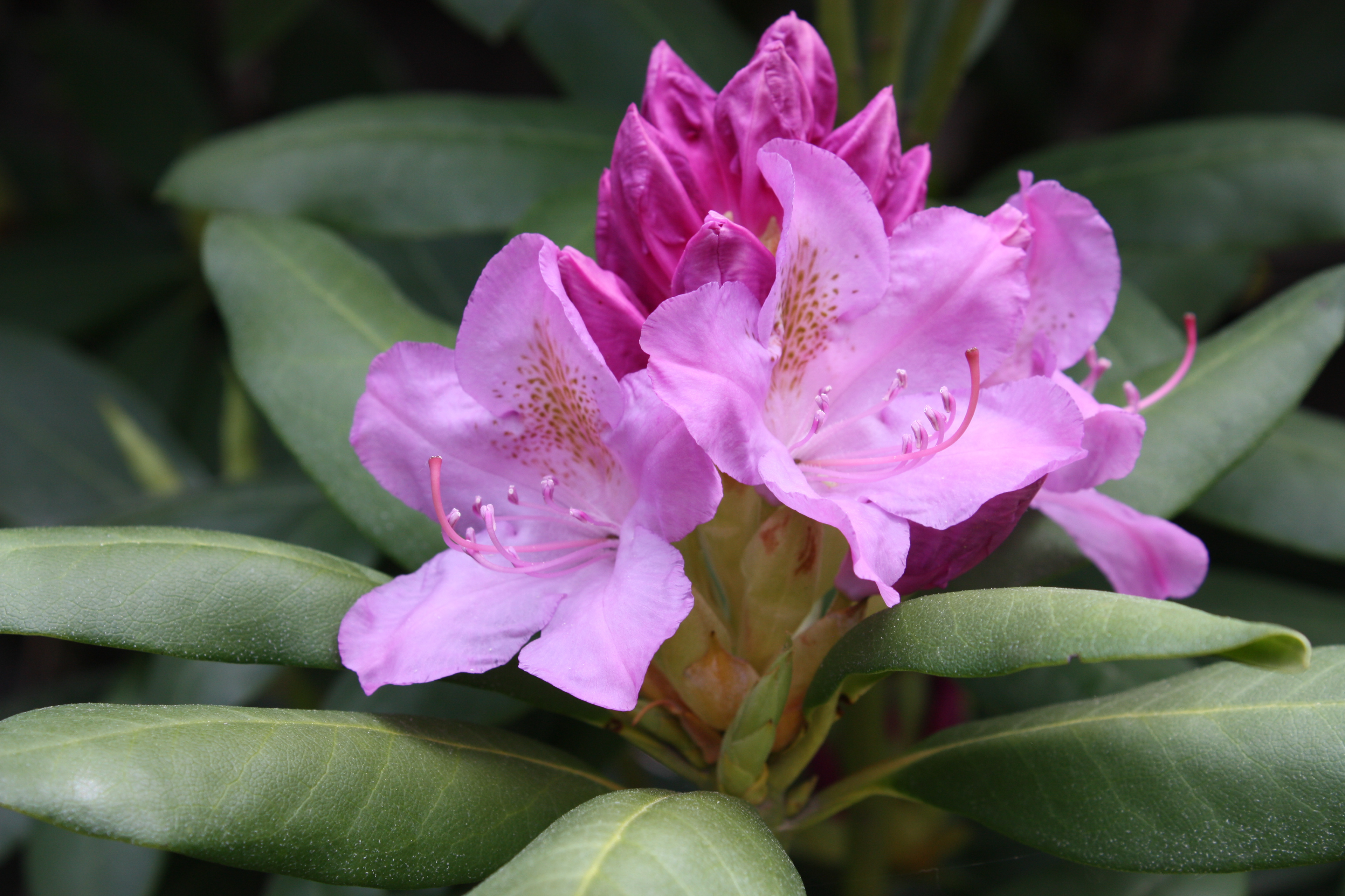 Rhododendron Blossoms