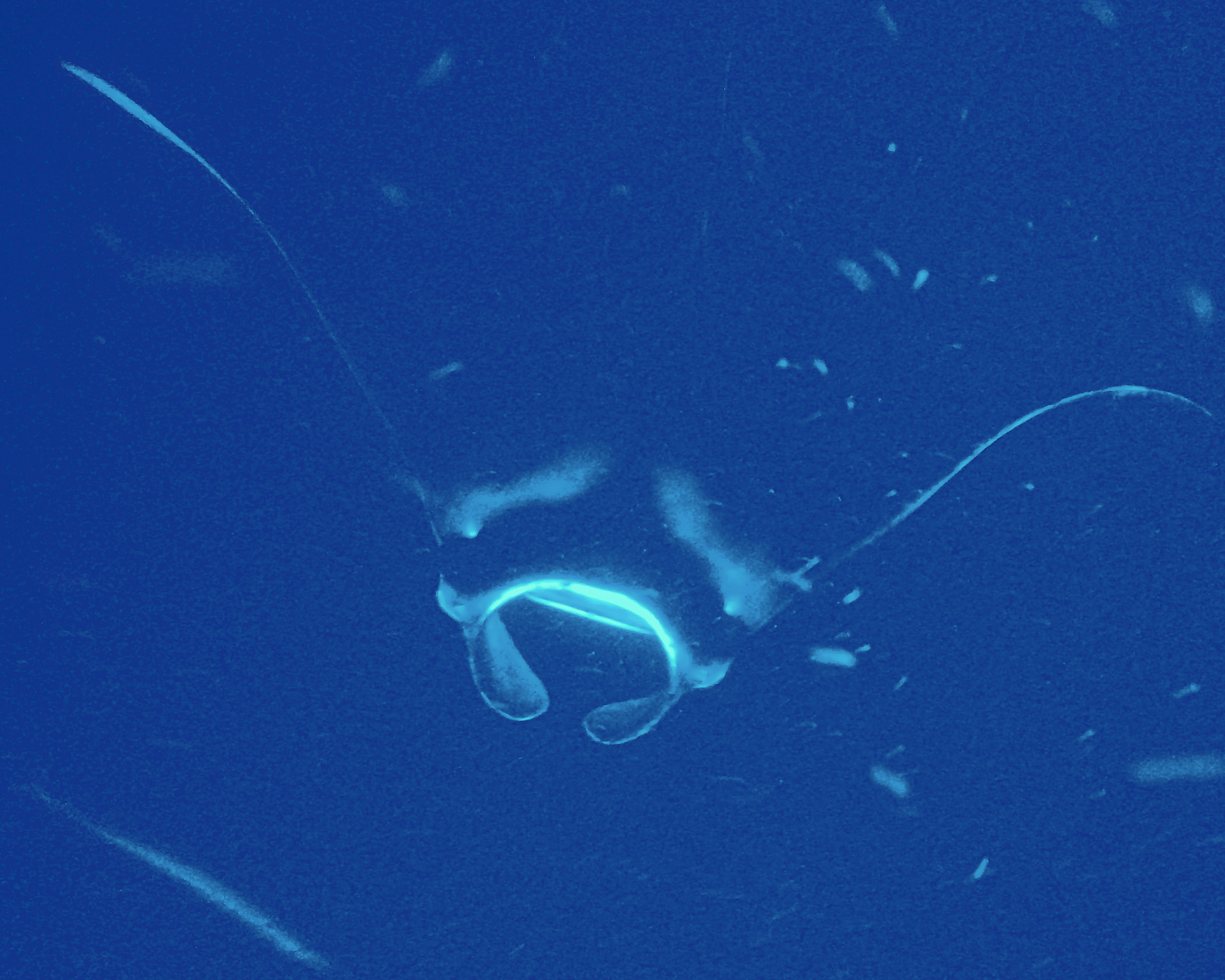 Manta ray