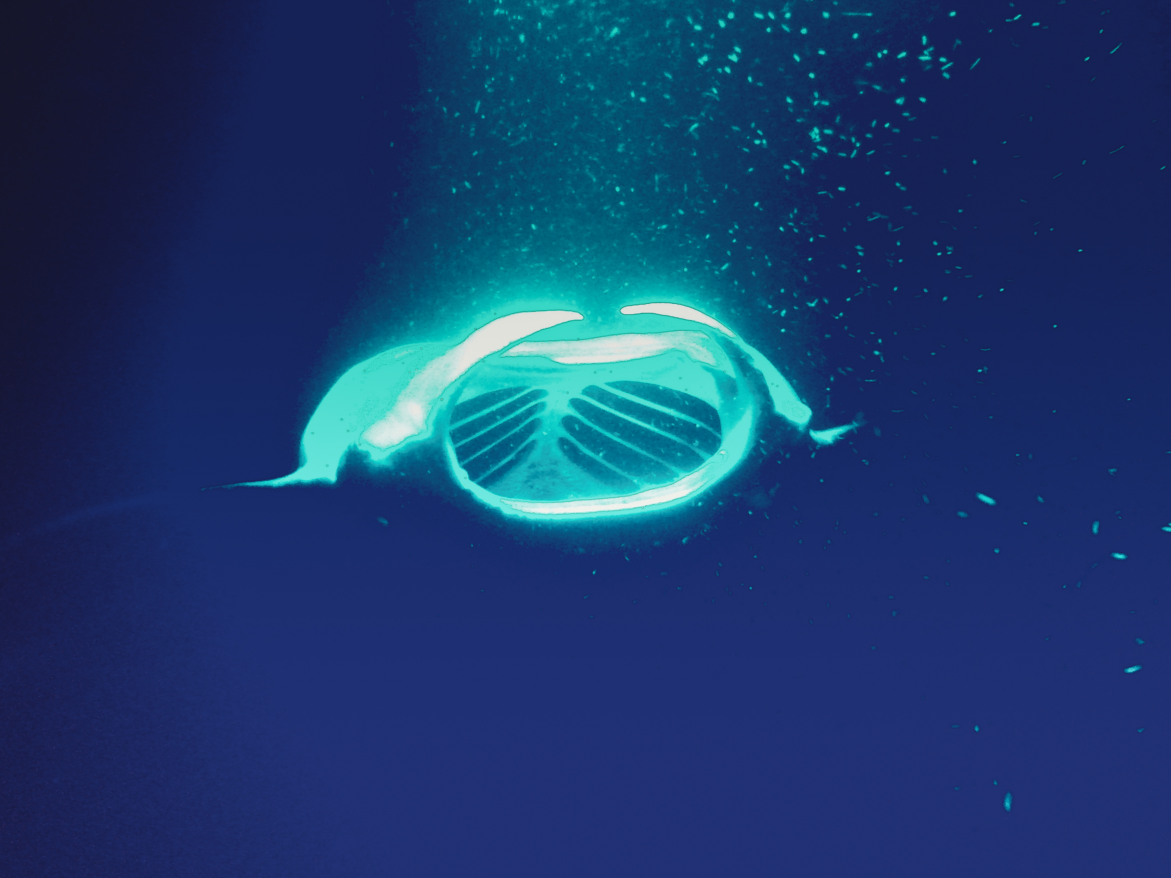 Manta ray