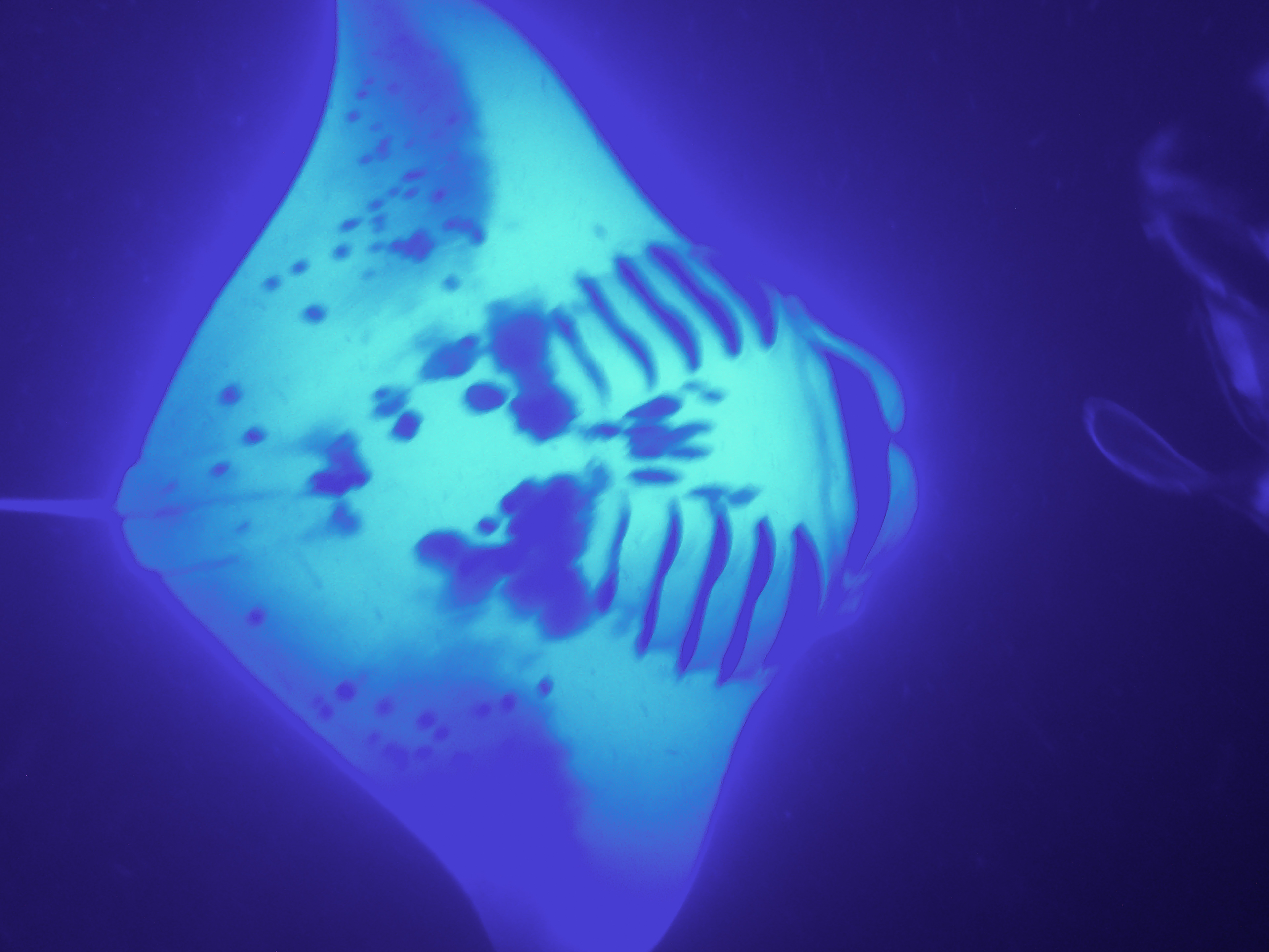 Manta ray
