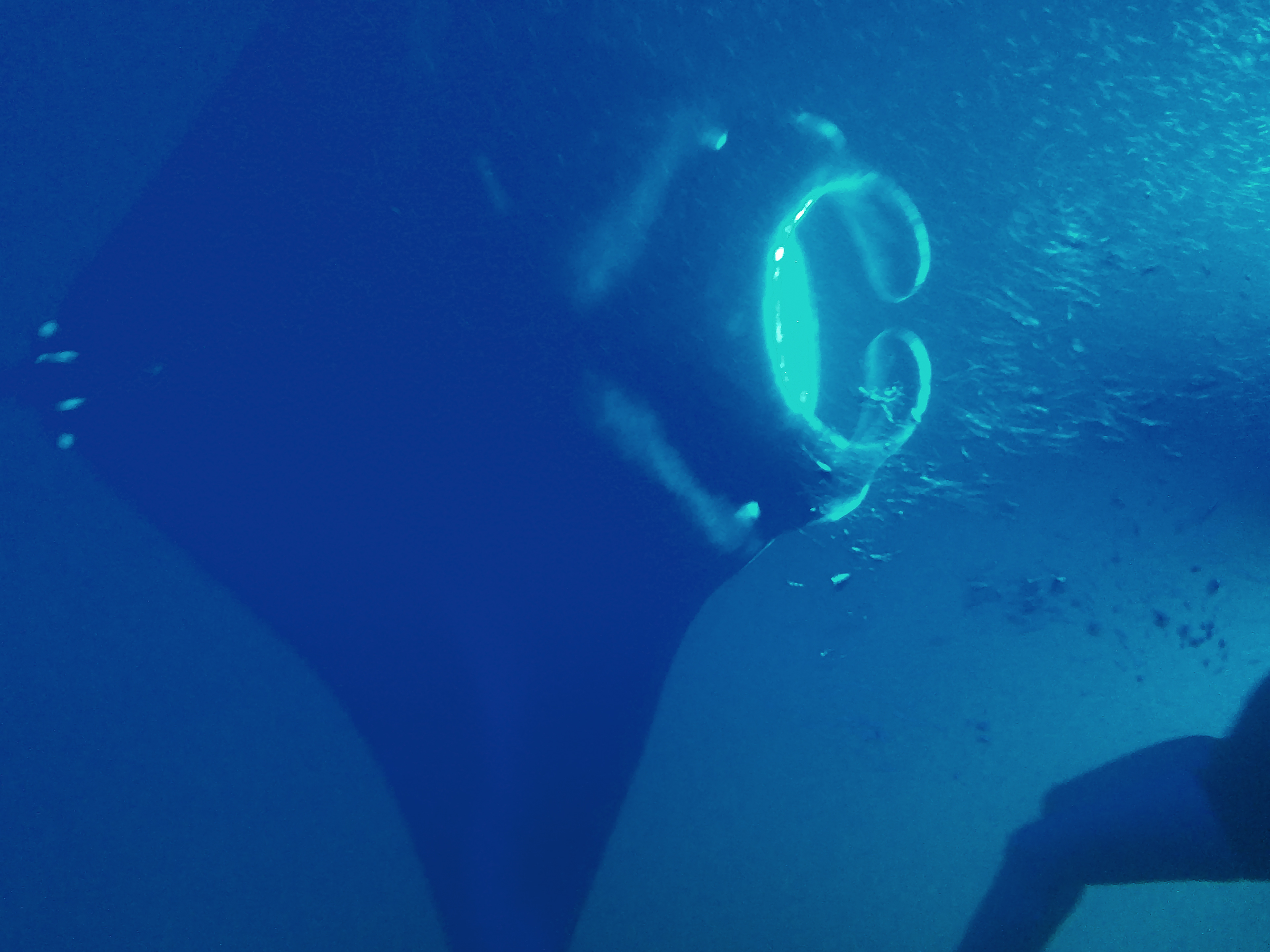 Manta ray