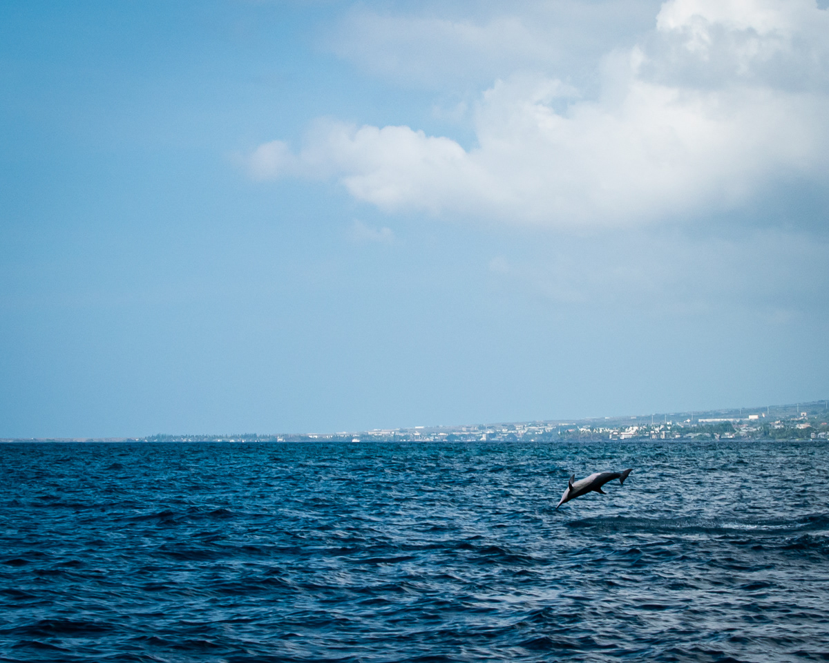 Spinner dolphin