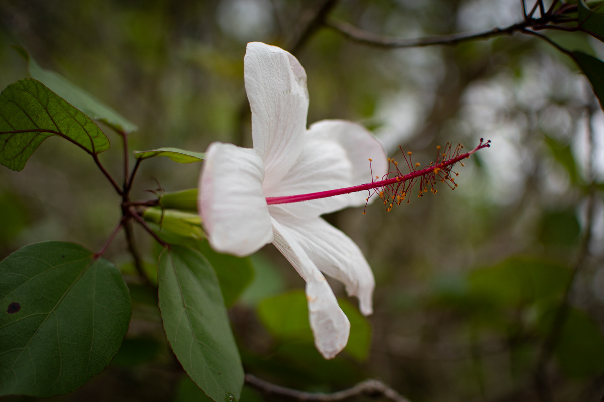 Hibiscus Waimea