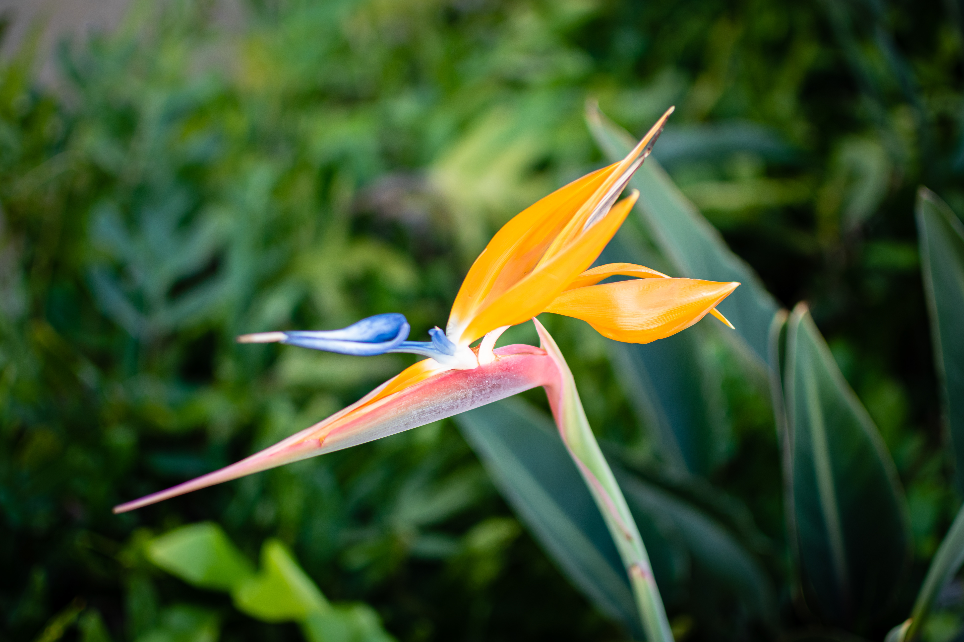 Birds of paradise