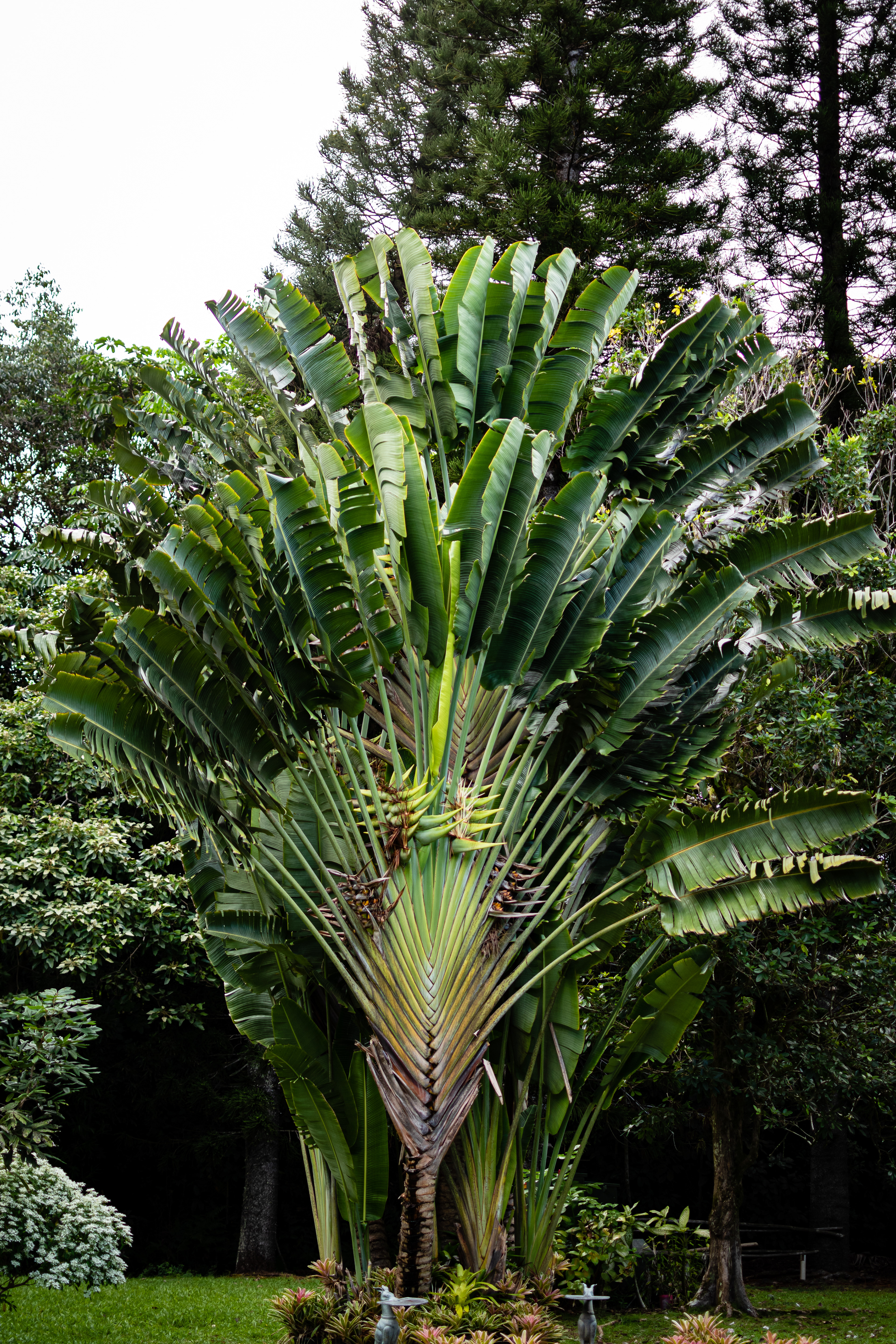 Travelers palm