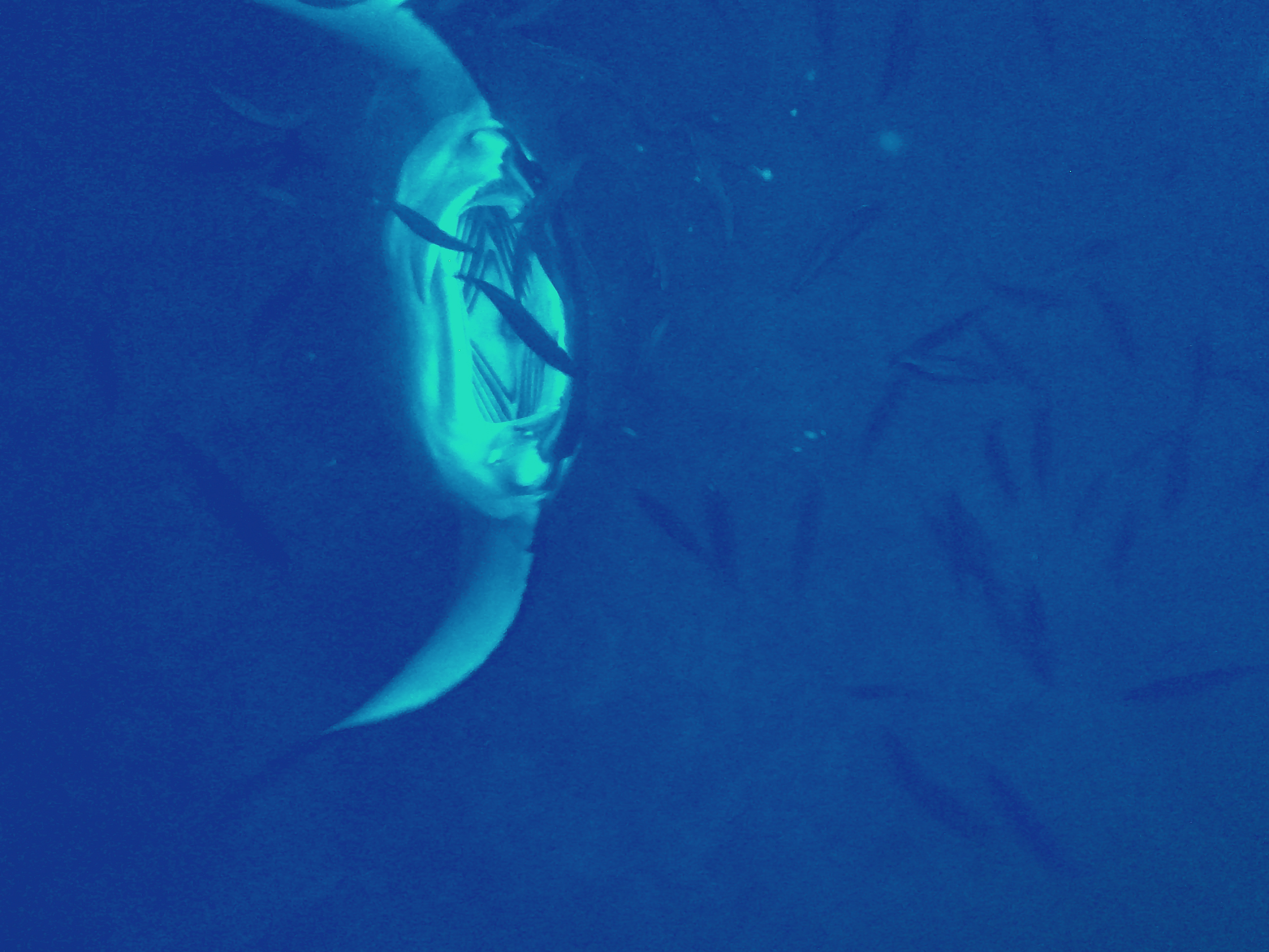 Manta ray