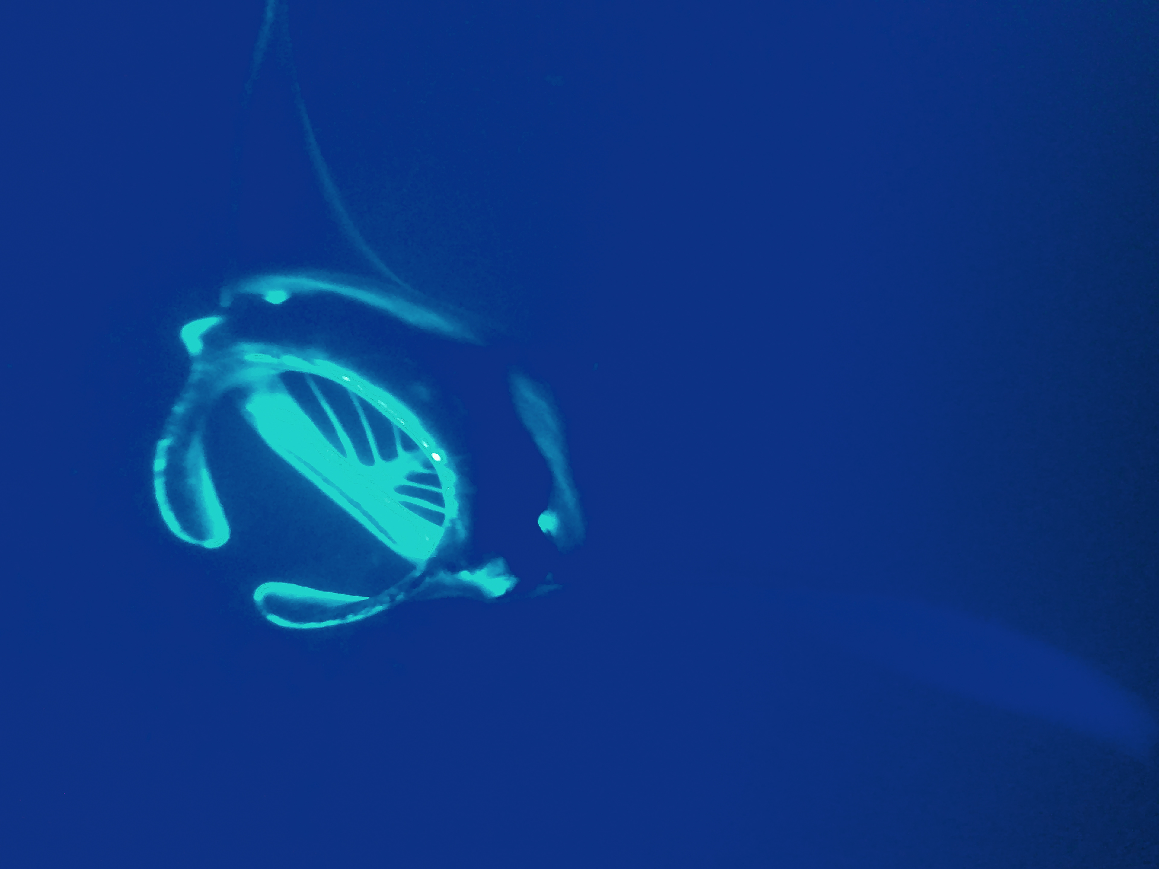 Manta ray
