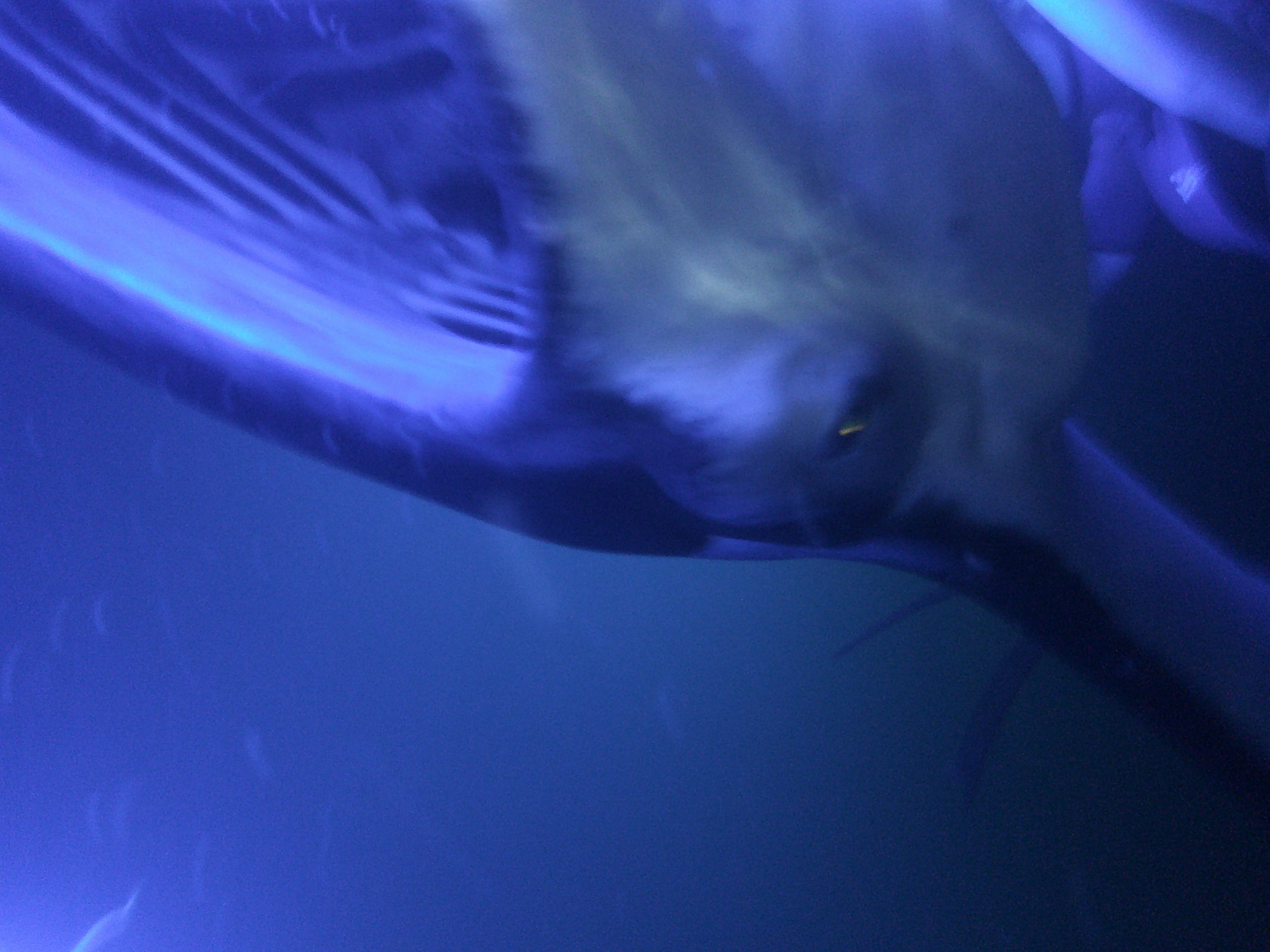 Manta ray