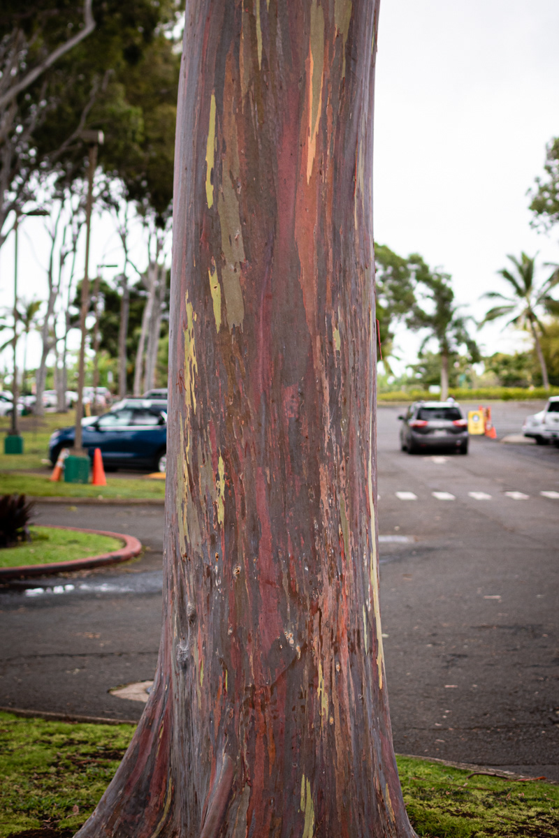 Rainbow Eucalyptus