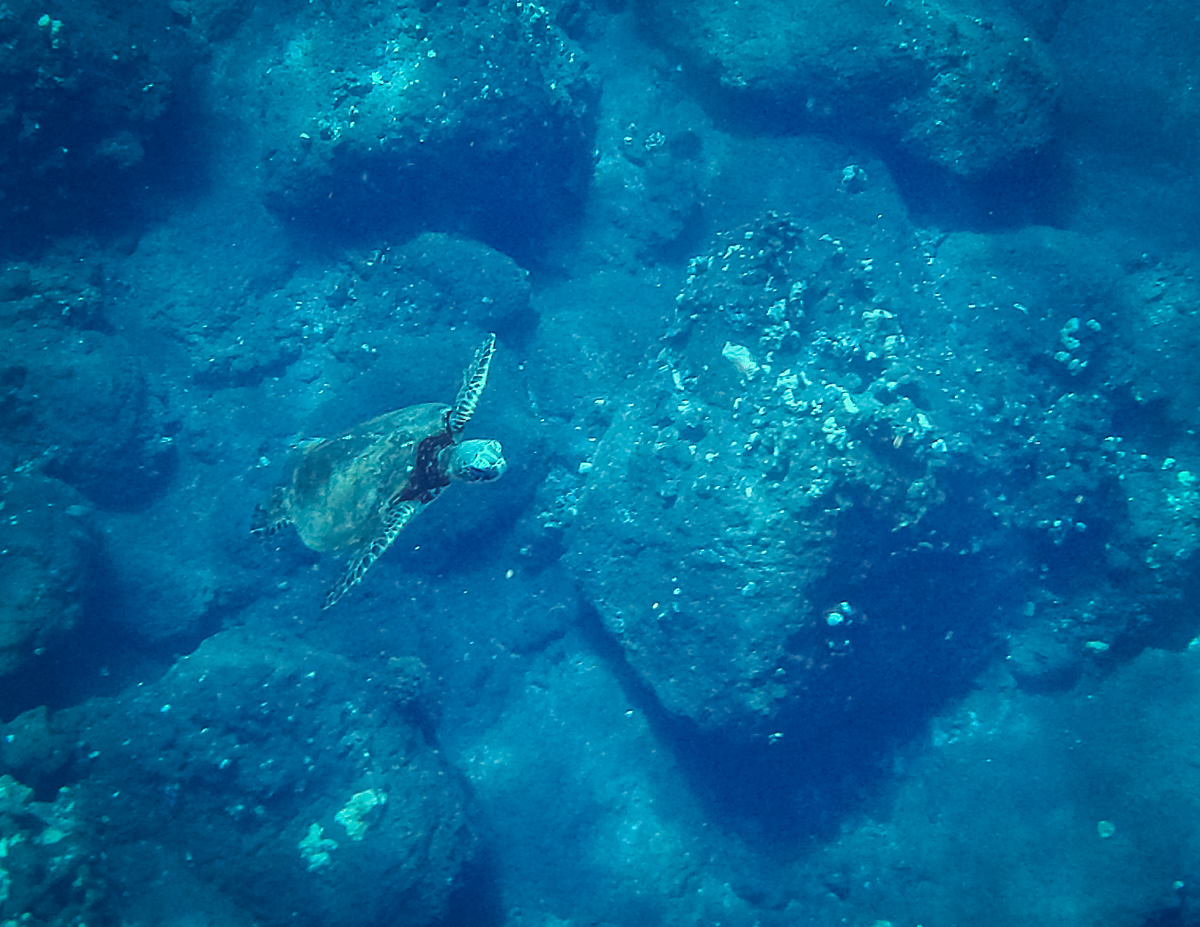 Green Turtle