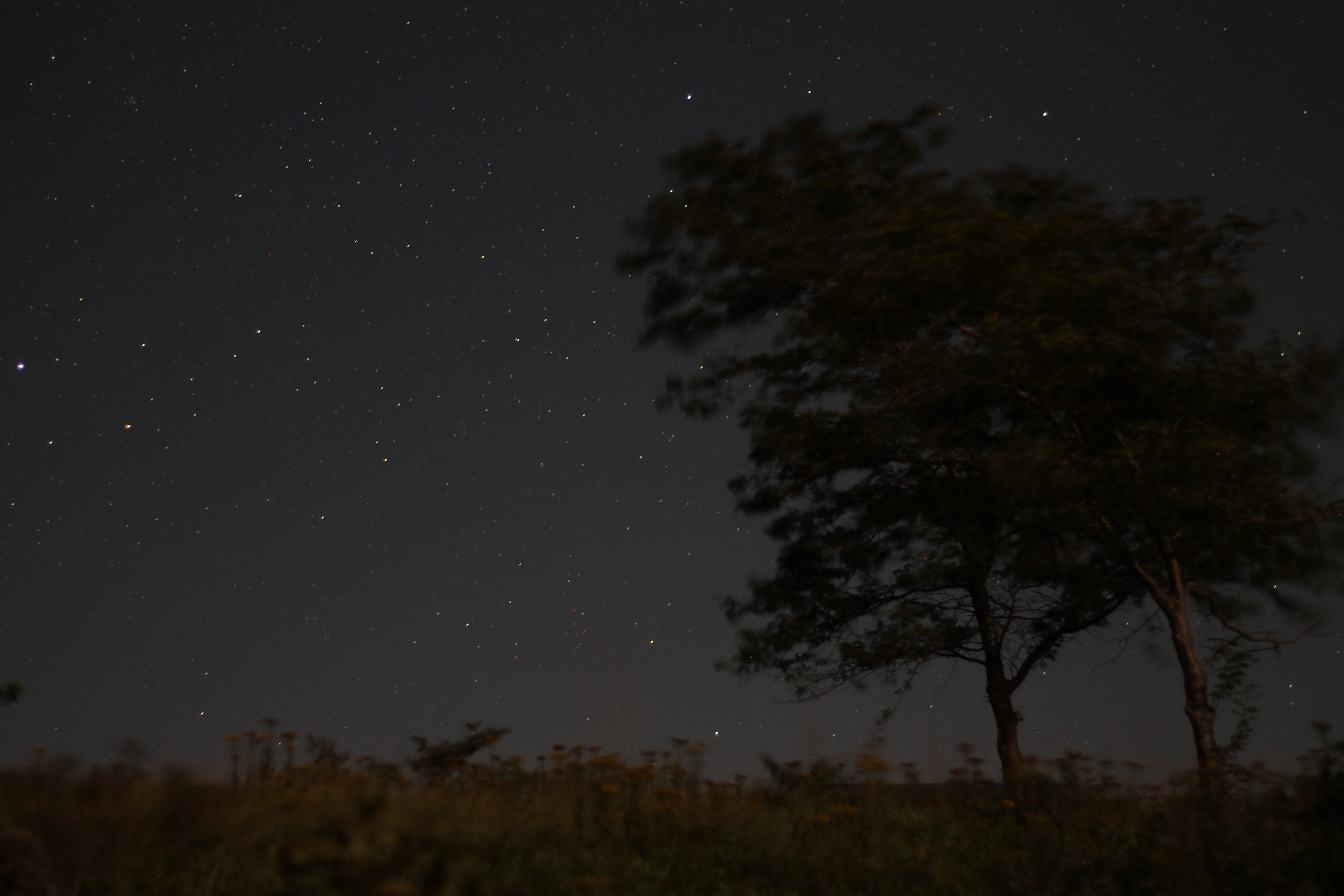 Stars On a Windy Night