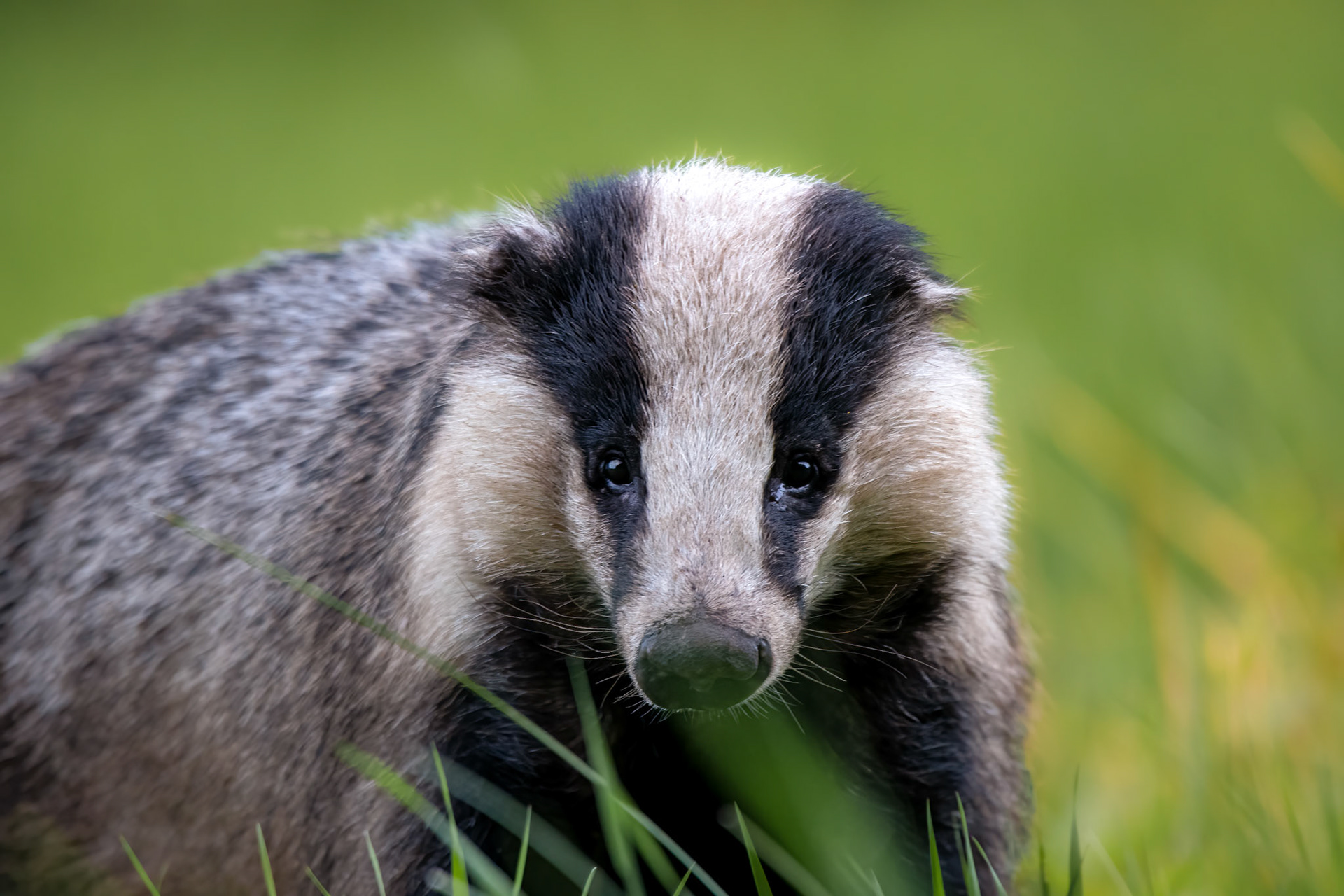 Badger's portrait / Mägra portree