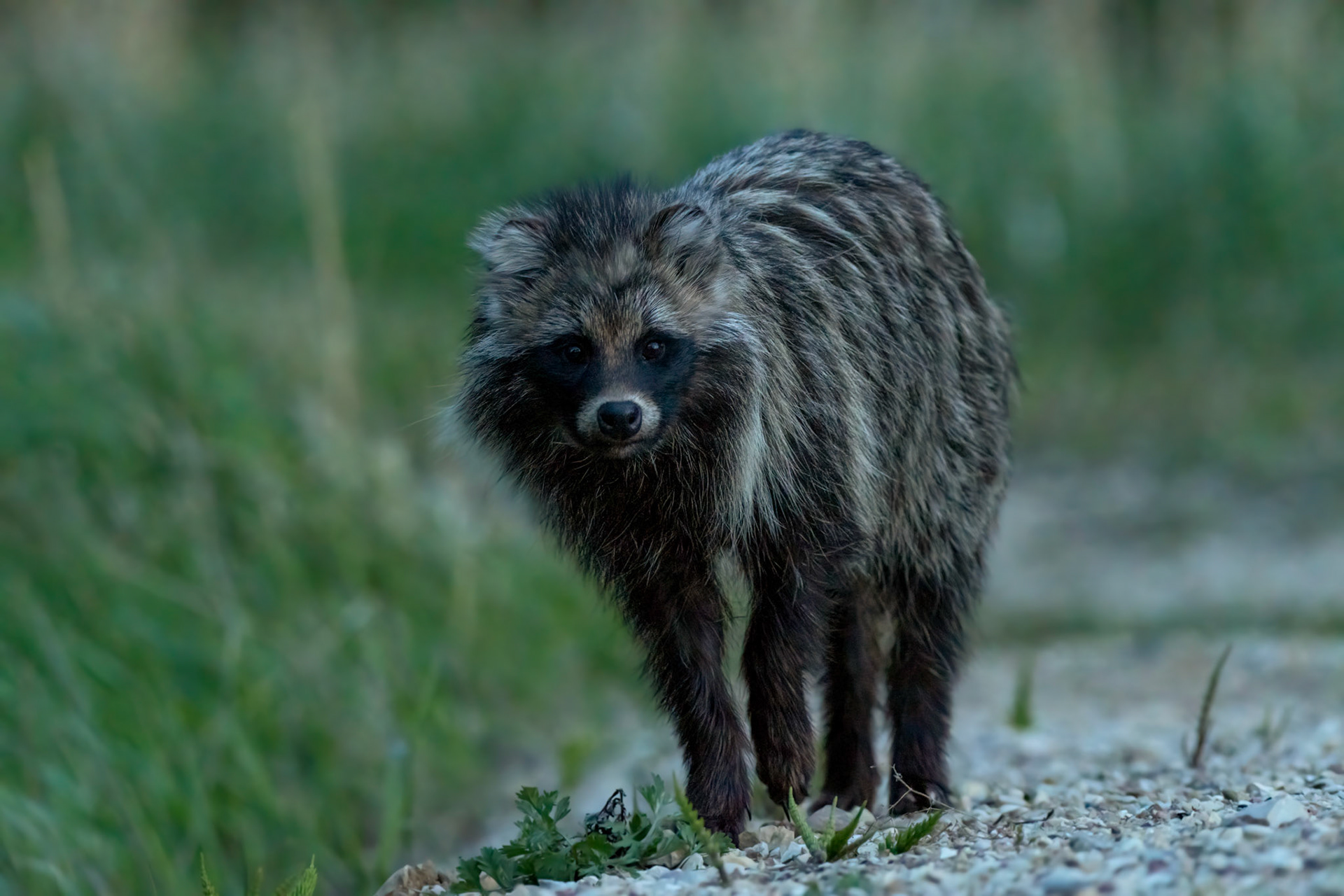 Wondering raccoondog / Imestav kährik