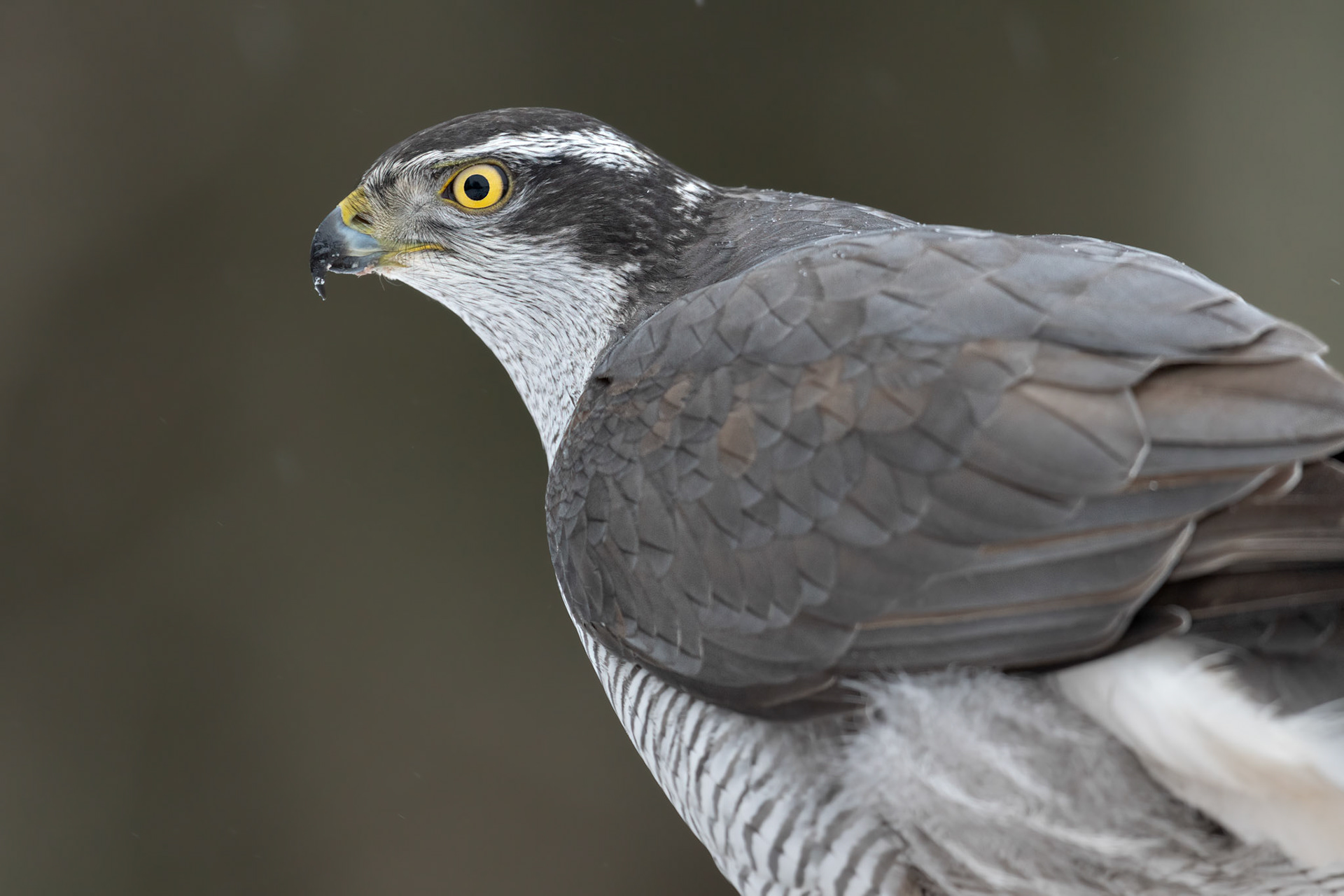 Portrait of a goshawk / Kanakulli portree