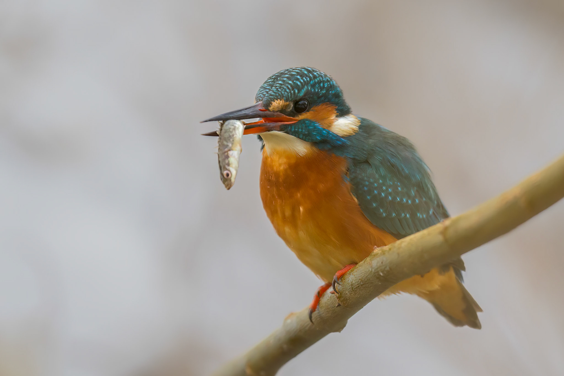 Kingfisher with fresh fish / Jäälind värkse kalaga