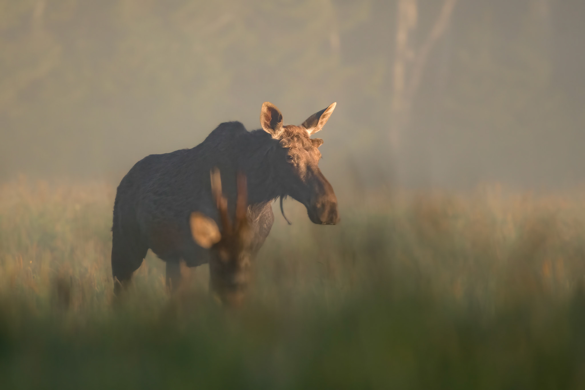 A deer and a moose / Sokk ja põder