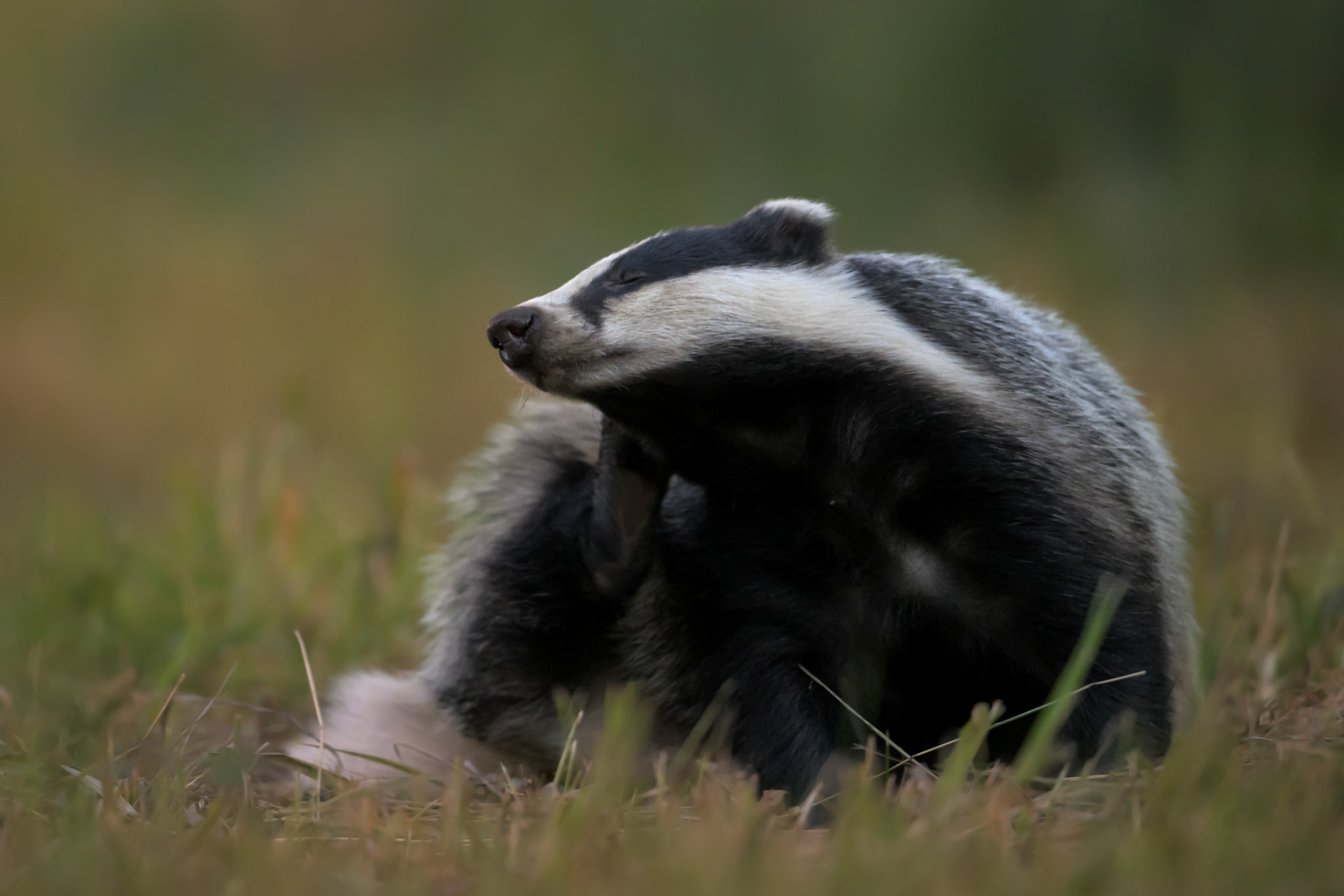 Scratching badger / Kratsiv mäger