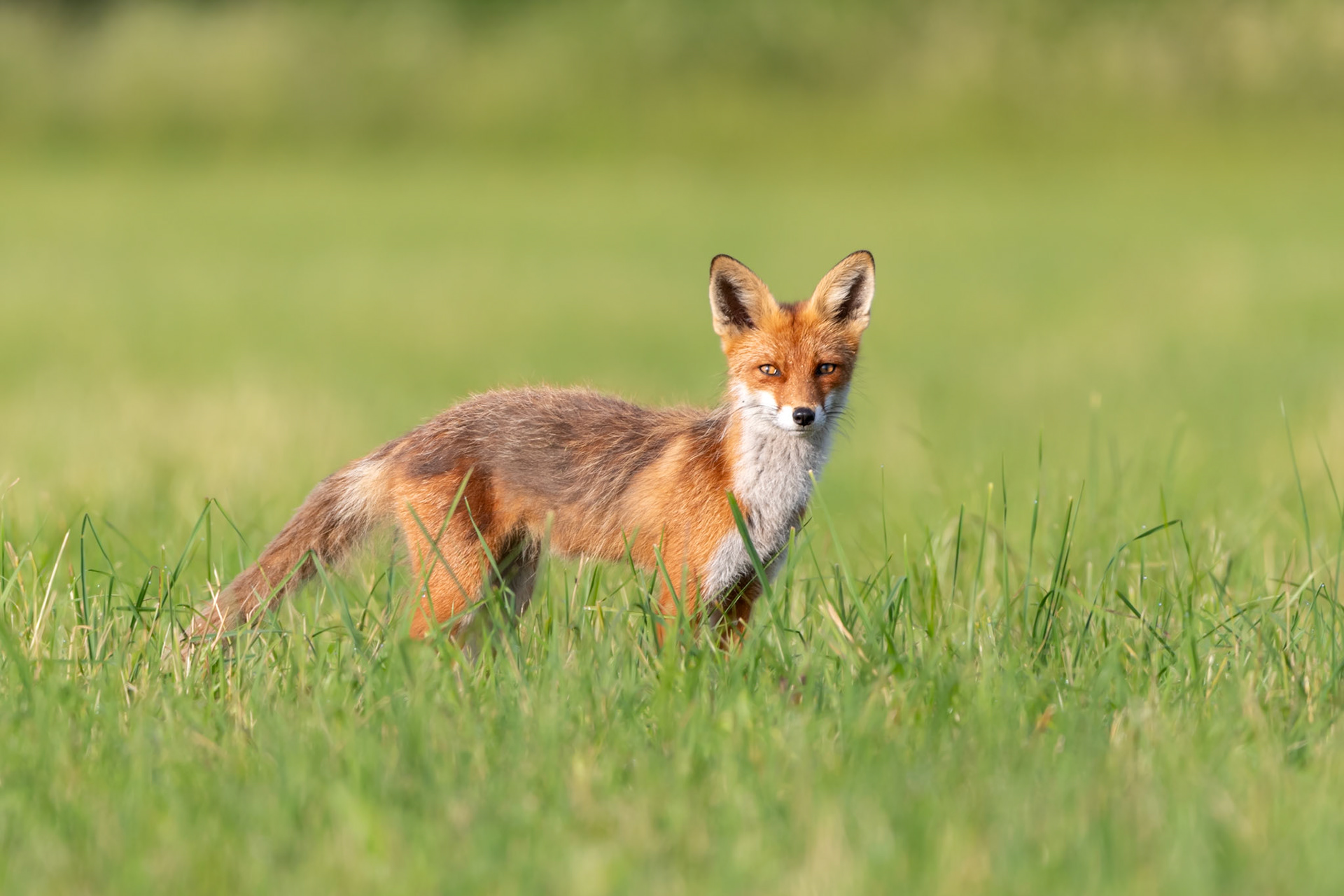 Posing fox / Poseeriv rebane