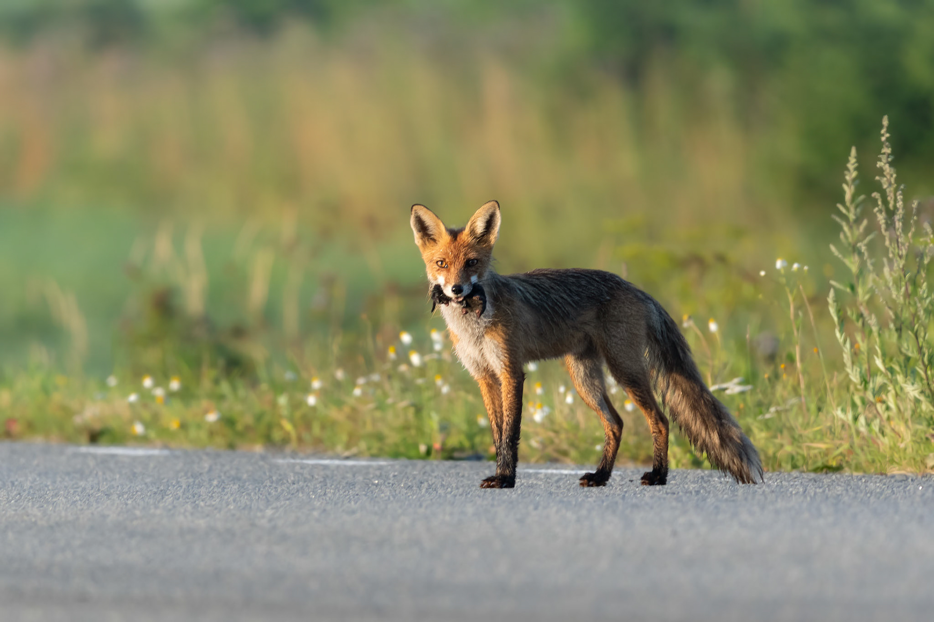 Fox with a meal / Rebane söögiga