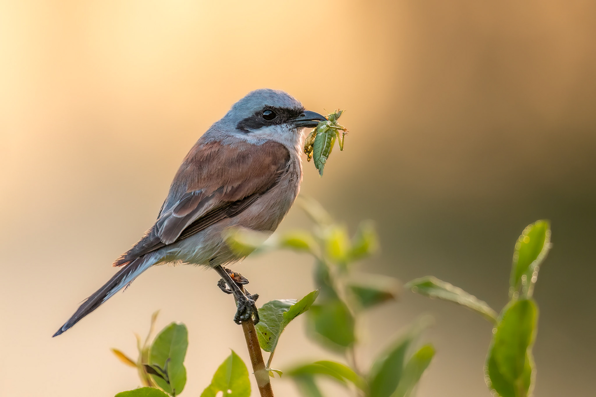 Red-backed shrike and a grasshopper / Punaselg-õgija ja rohutirts
