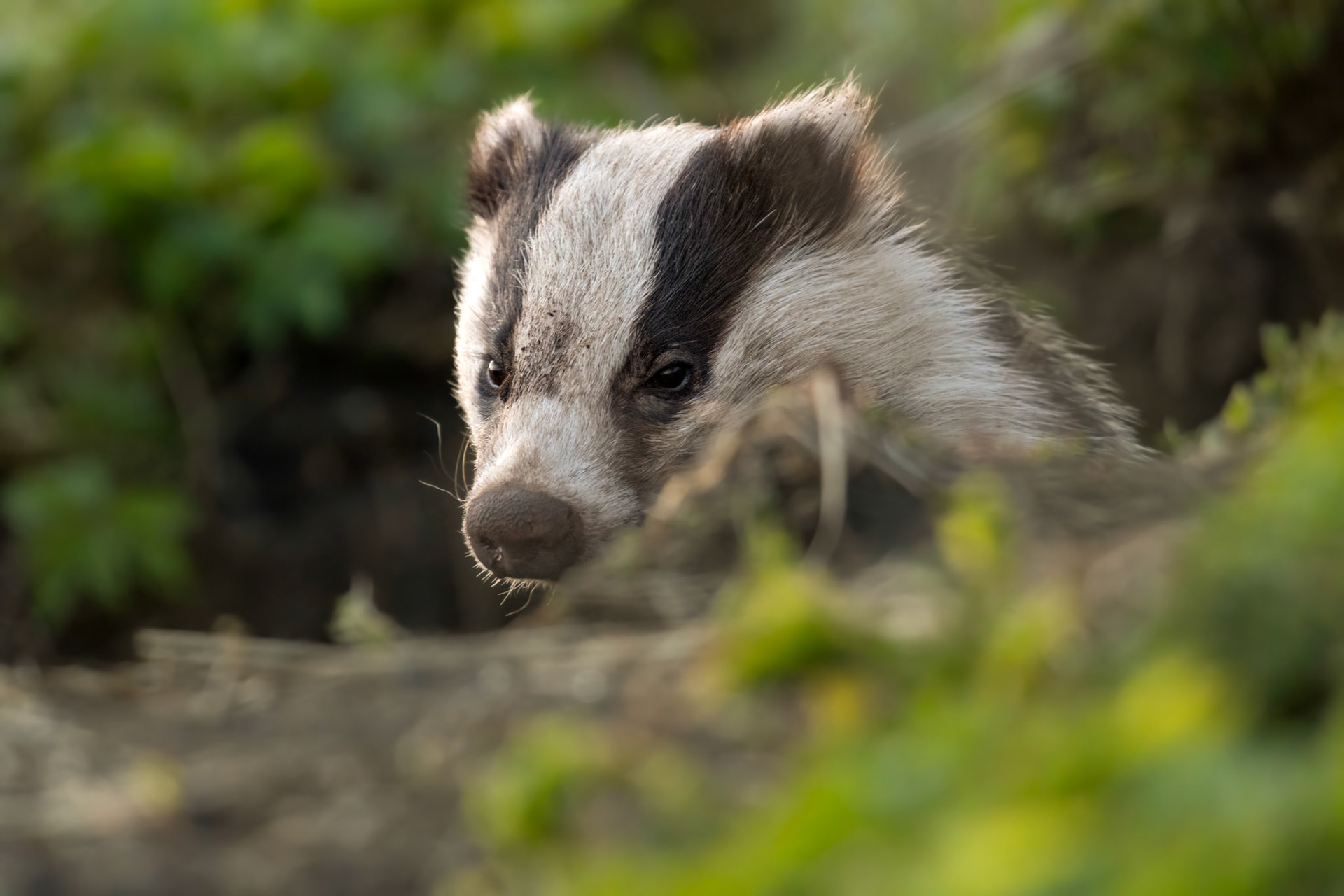 Badger starting its nighlty journey / Mäger alustamas oma igaõhtust rännakut