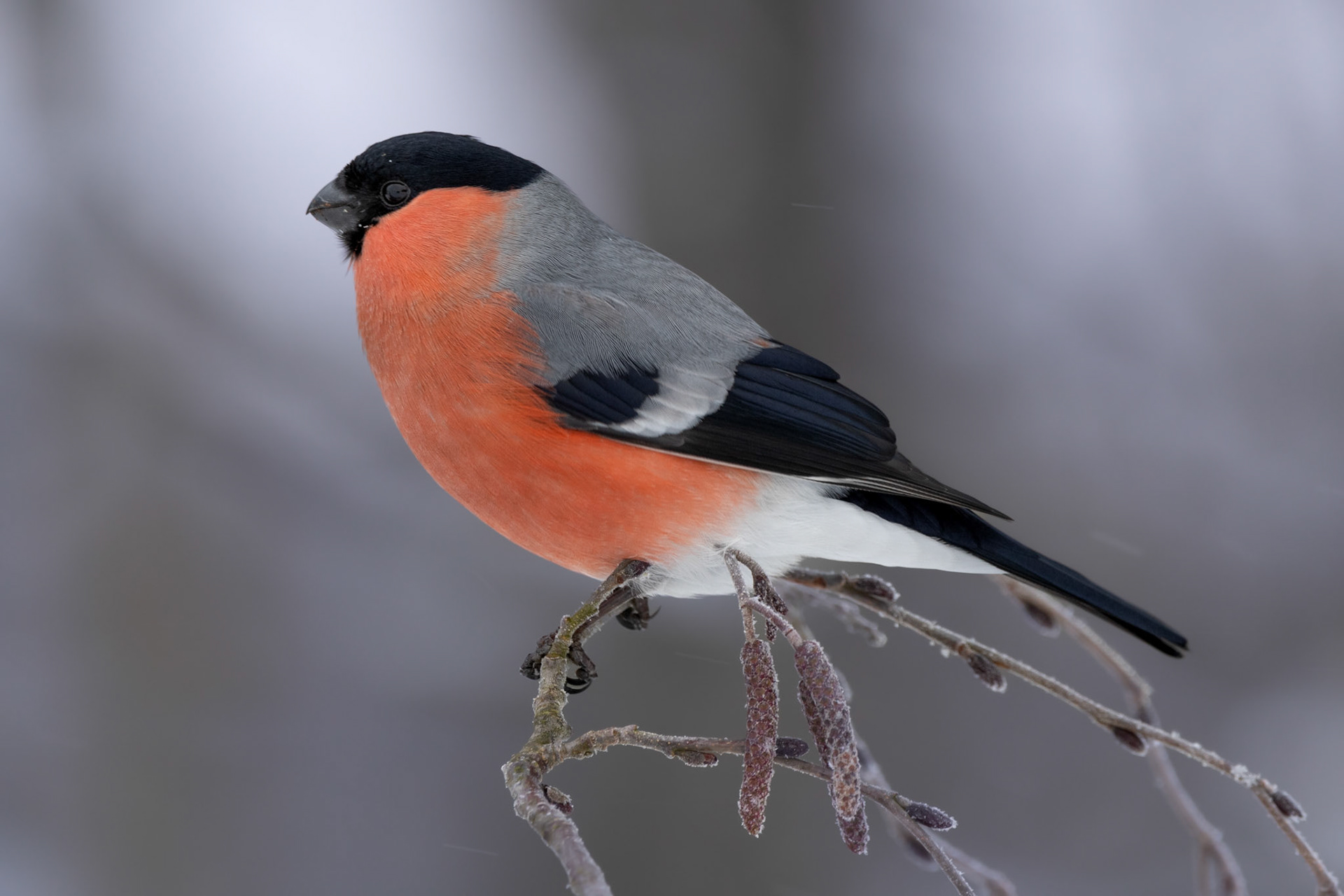 Bullfinch in wintertime / Leevike talves