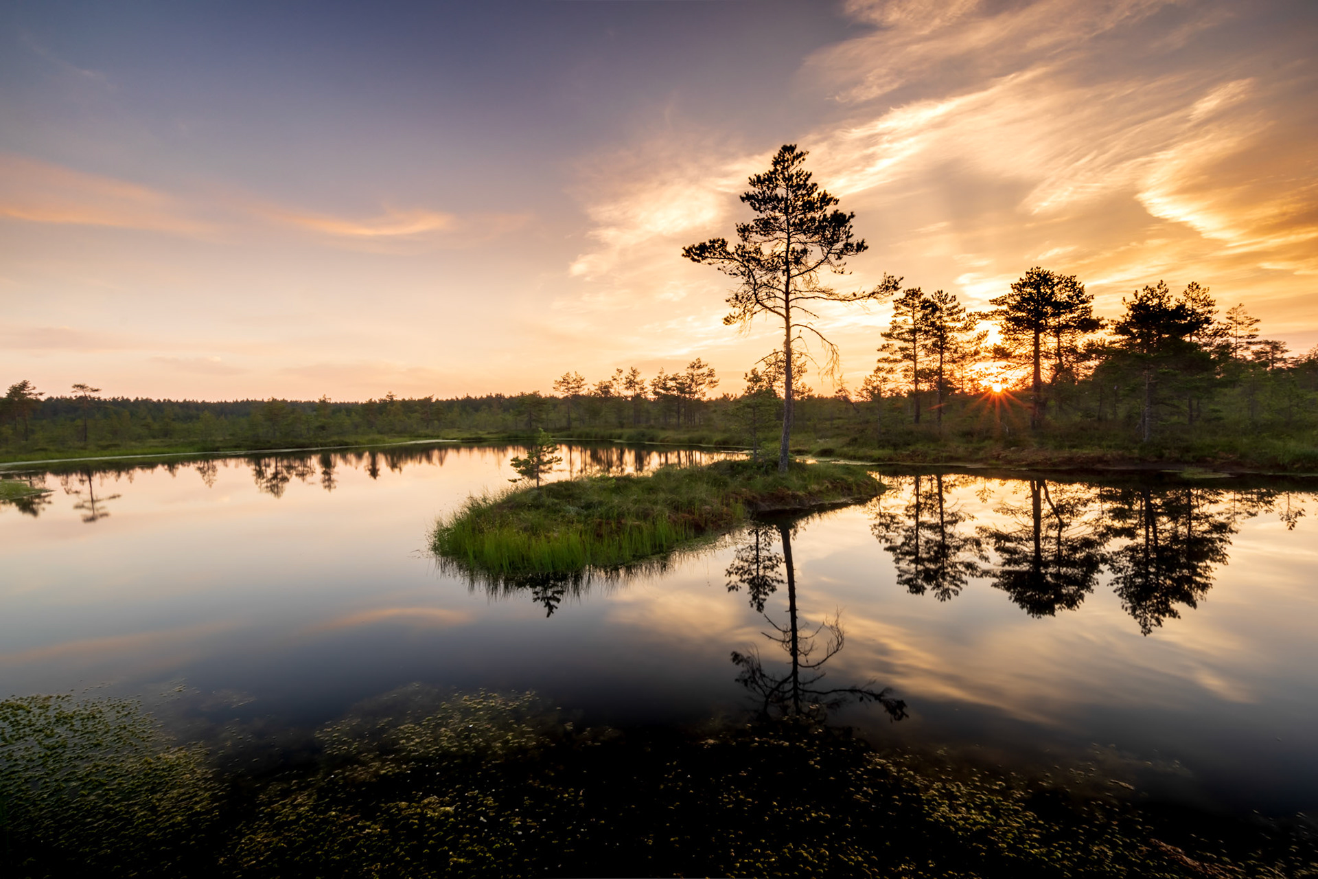 Dawn in bog / Koidik rabas