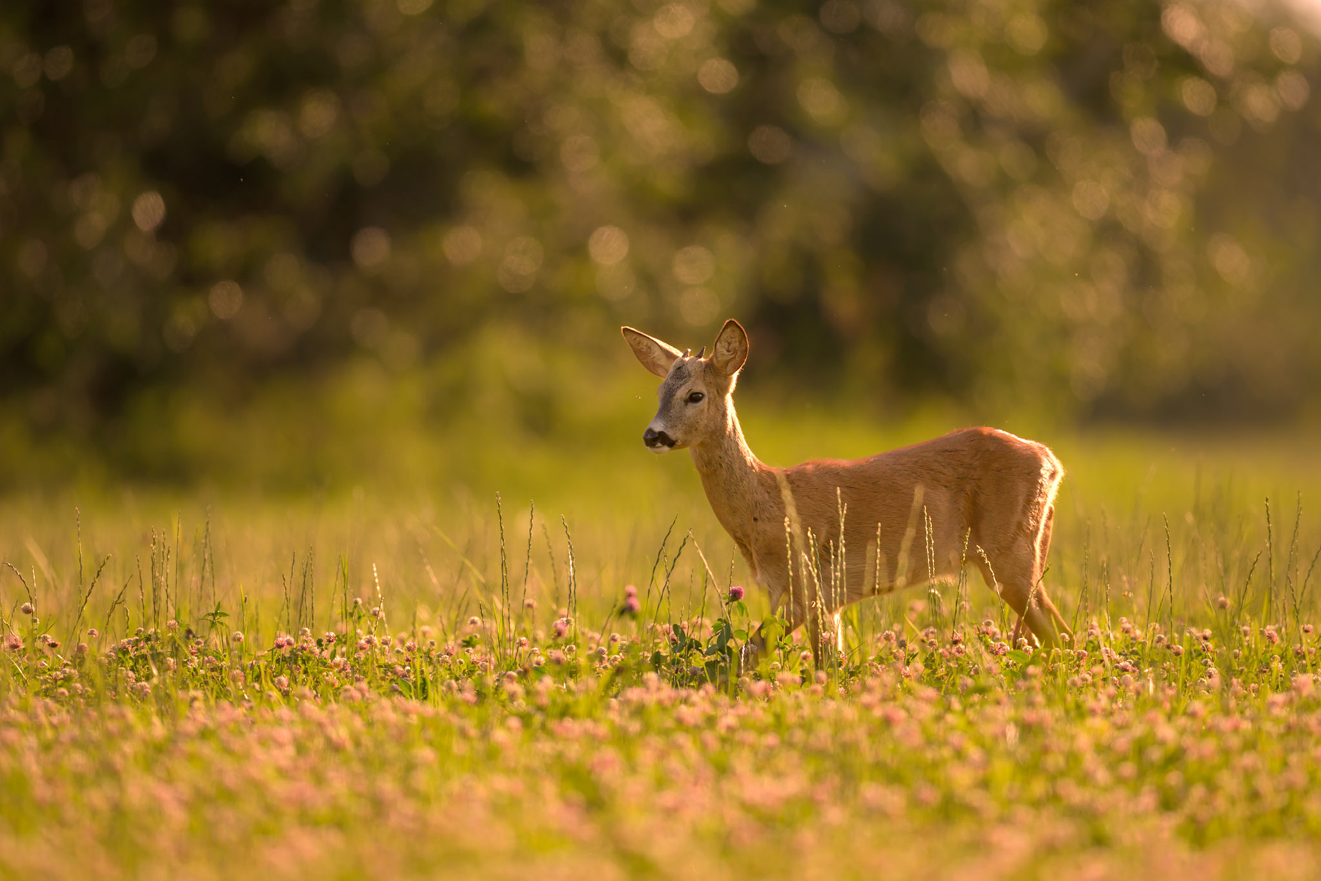 This young buck has no chances for mating this year / Sellel noorel sokul veel pulmamängudes lööki pole